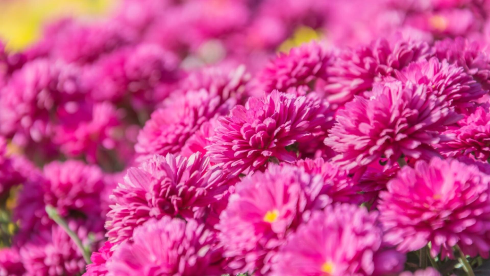 Ce să pui la rădăcina crizantemelor în iunie ca să înflorească spectaculos în toamnă.