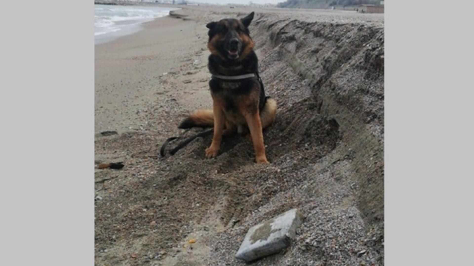 Sute de kilograme de droguri au fost descoperite cu ajutorul câinilor