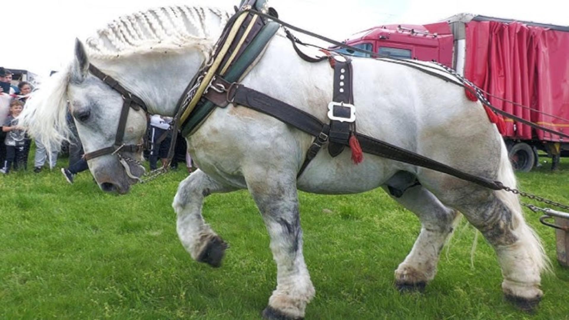 Falko s-a pr[bu;it la scurt timp după încheierea concursului