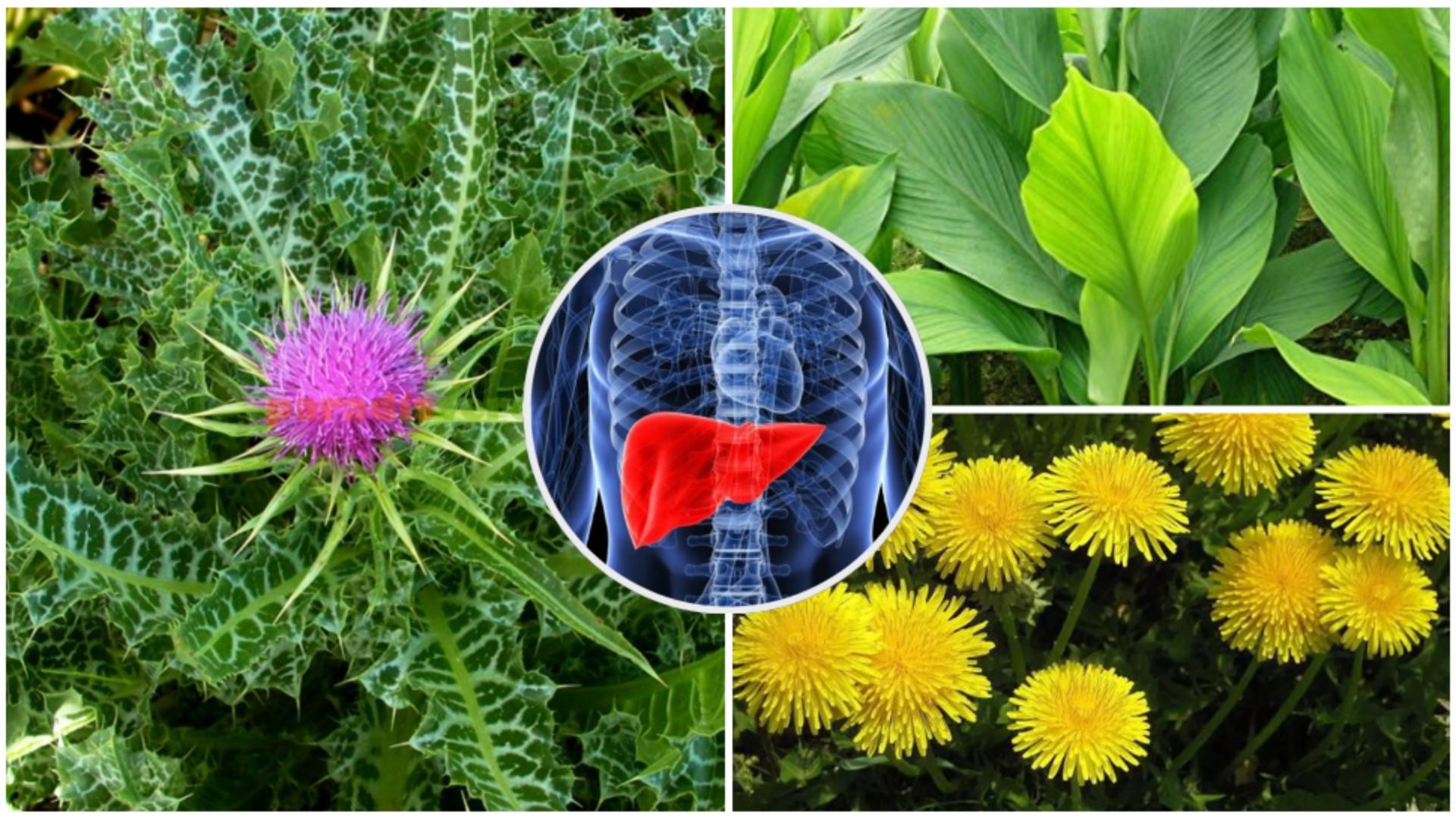 Top 3 plante din grădină care detoxifică ficatul