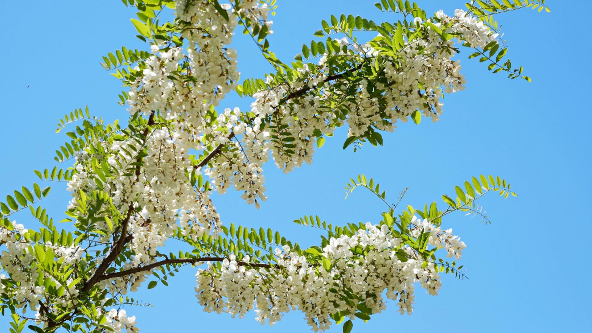 Florile cu cel mai puternic efect de relaxare și anti-stres. În luna mai este sezonul lor. Întrebuințări și beneficii pe care TREBUIE să le cunoști