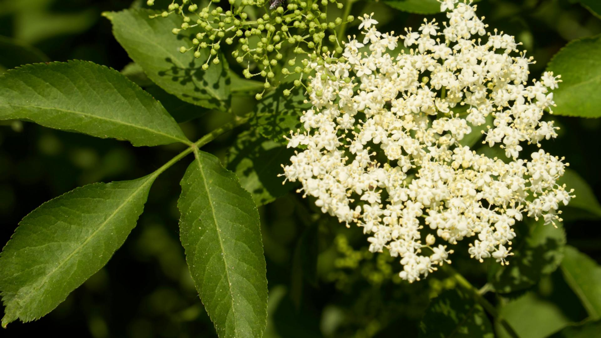 Cum să-ți prepari singură o loțiune tonică pentru față, din flori de soc. Tenul tău va arăta odihnit și tonifiat