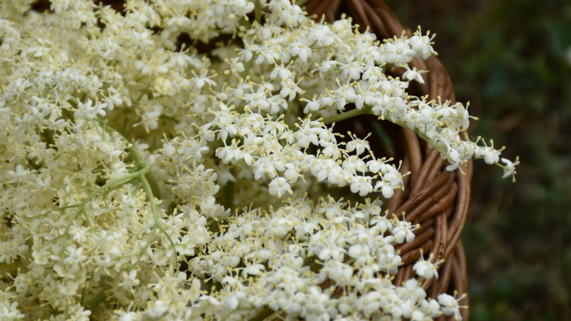 Planta de sezon care ajută la pierderea în greutate și la eliminarea toxinelor din organism. Beneficiile ei nu se opresc aici