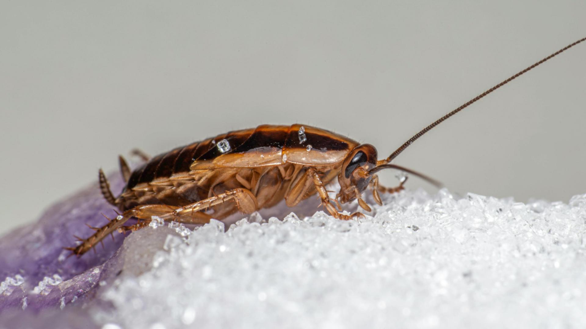 Cum să scapi de gândacii de bucătărie. Soluția naturală care va ține insectele nedorite departe de casă