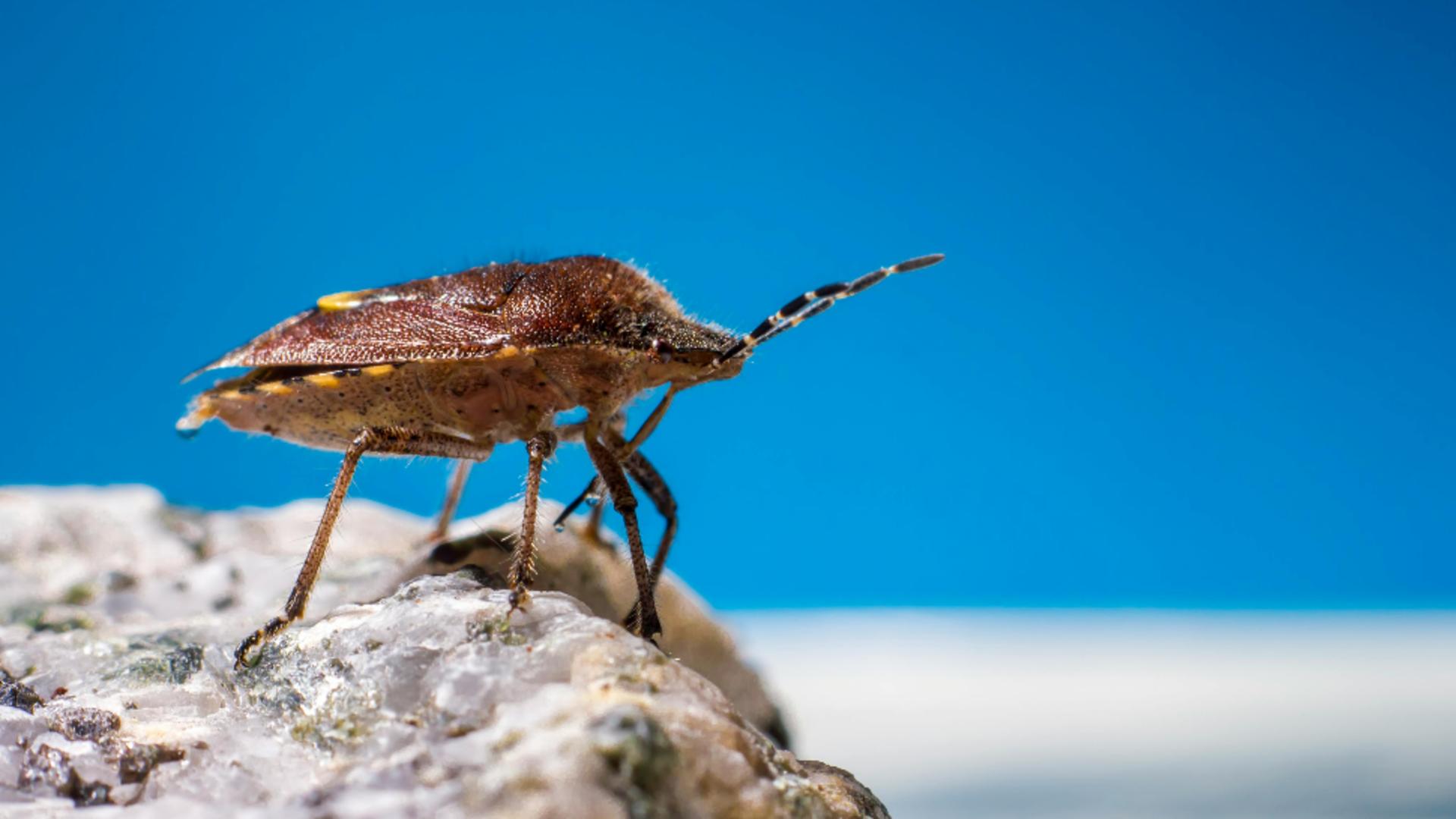 Cum să scapi de gândacii urât-mirositori. Soluția naturală la îndemâna oricui, pentru a-i ține departe de casă