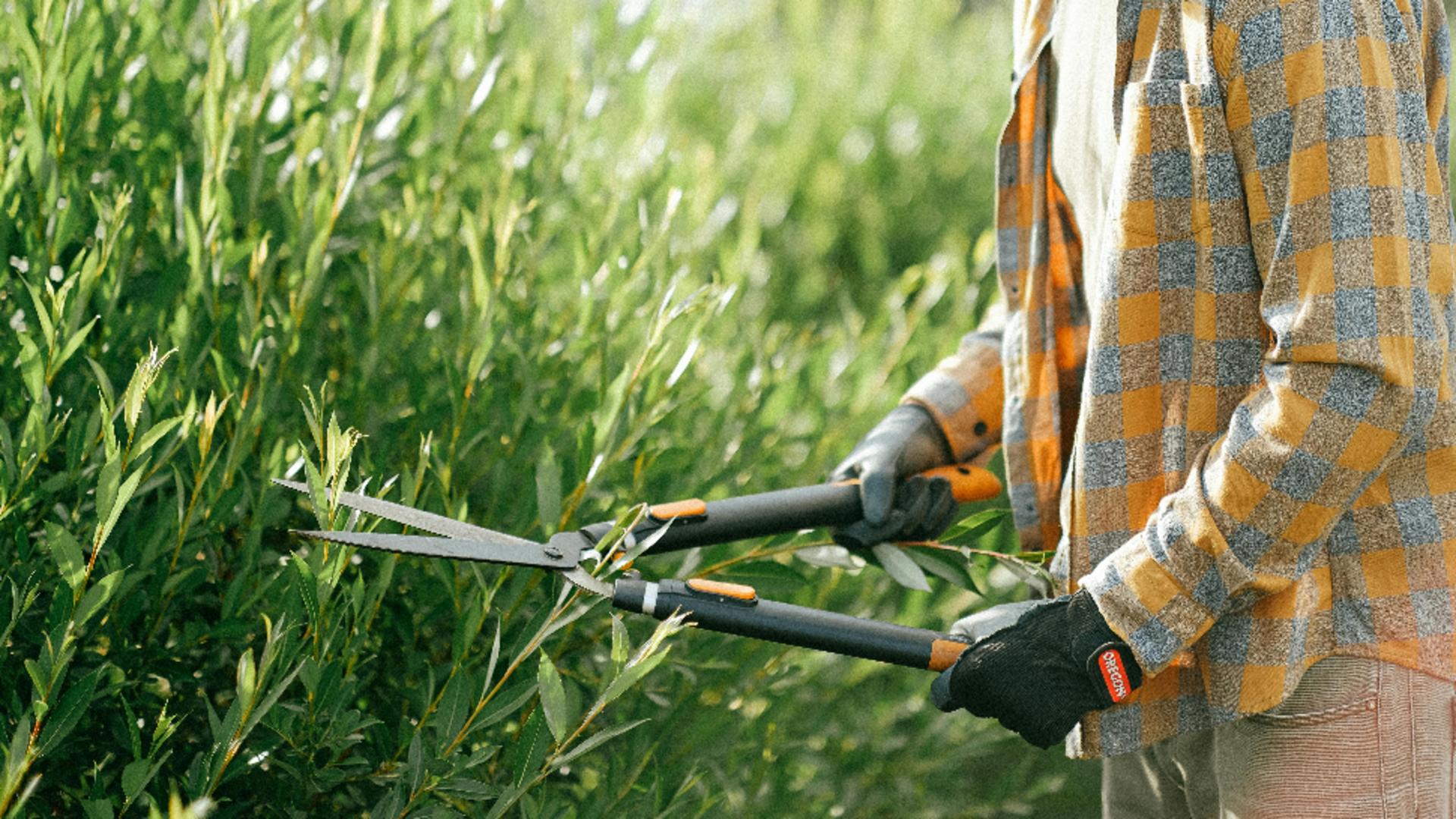 Cum să întreții gardul viu și când trebuie tuns, pentru a-l menține sănătos și viguros