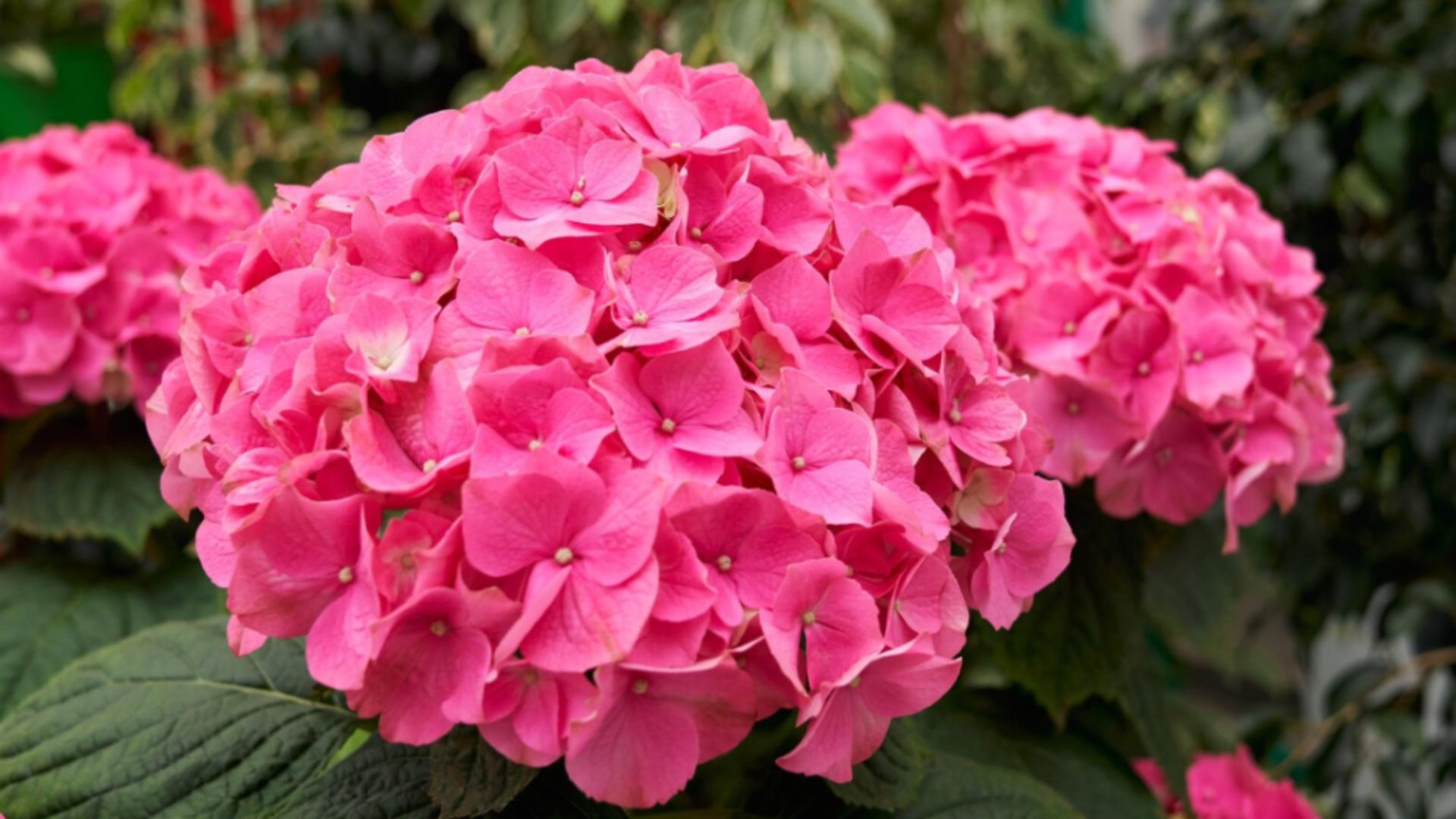 Ce pun gădinarii cu experiență la rădăcina hortensiilor după ploaie