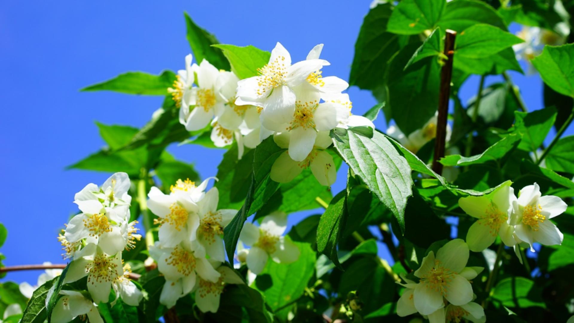 Floarea al cărei miros este mai puternic decât calmatele. Acum începe sezonul ei de înflorire. De ce TREBUIE să o ai în grădina ta!