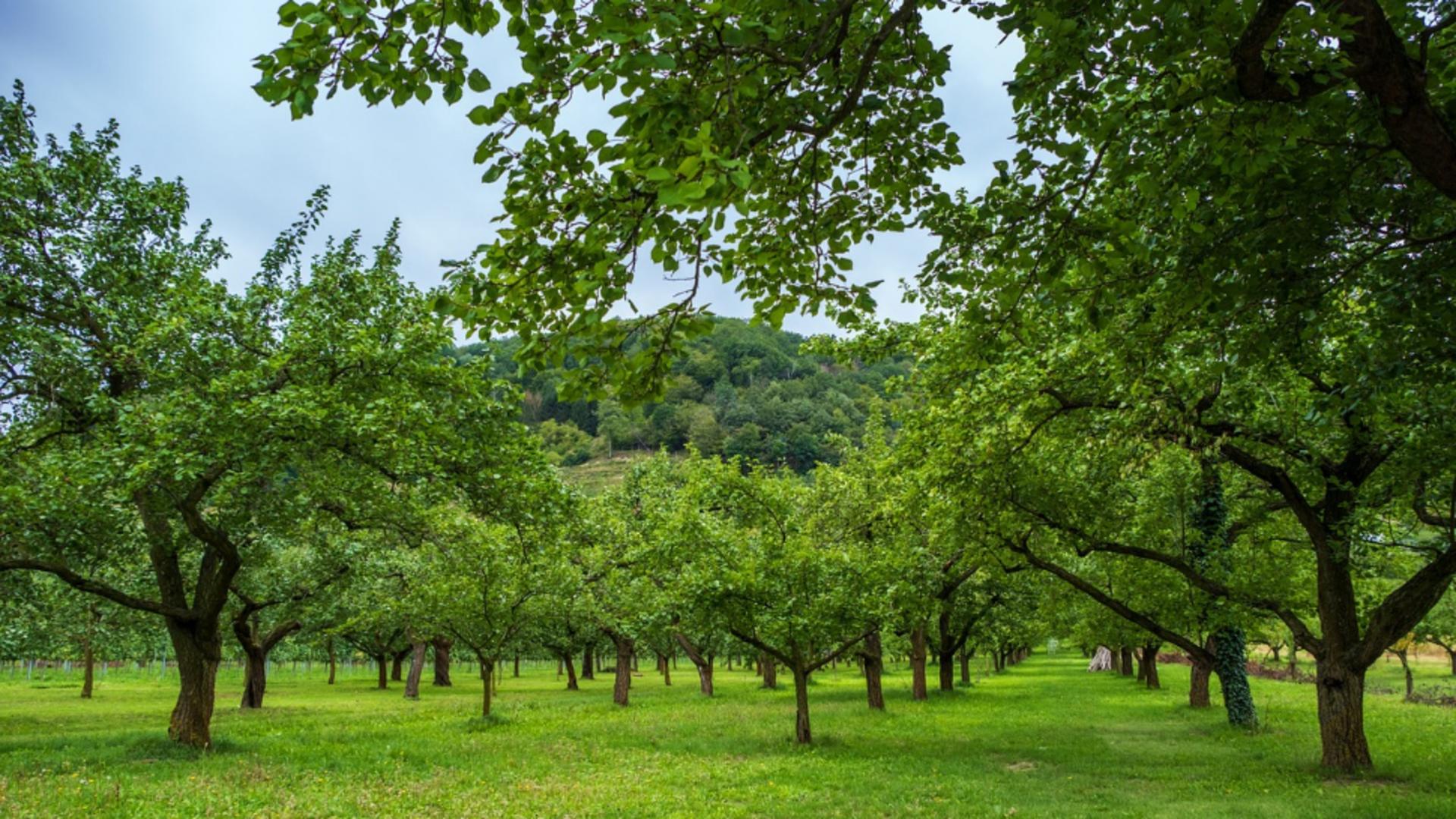 Cum să-ți îngrijești pomii fructiferi în iunie pentru o recoltă bogată: soluția naturală care ține dăunătorii la distanță