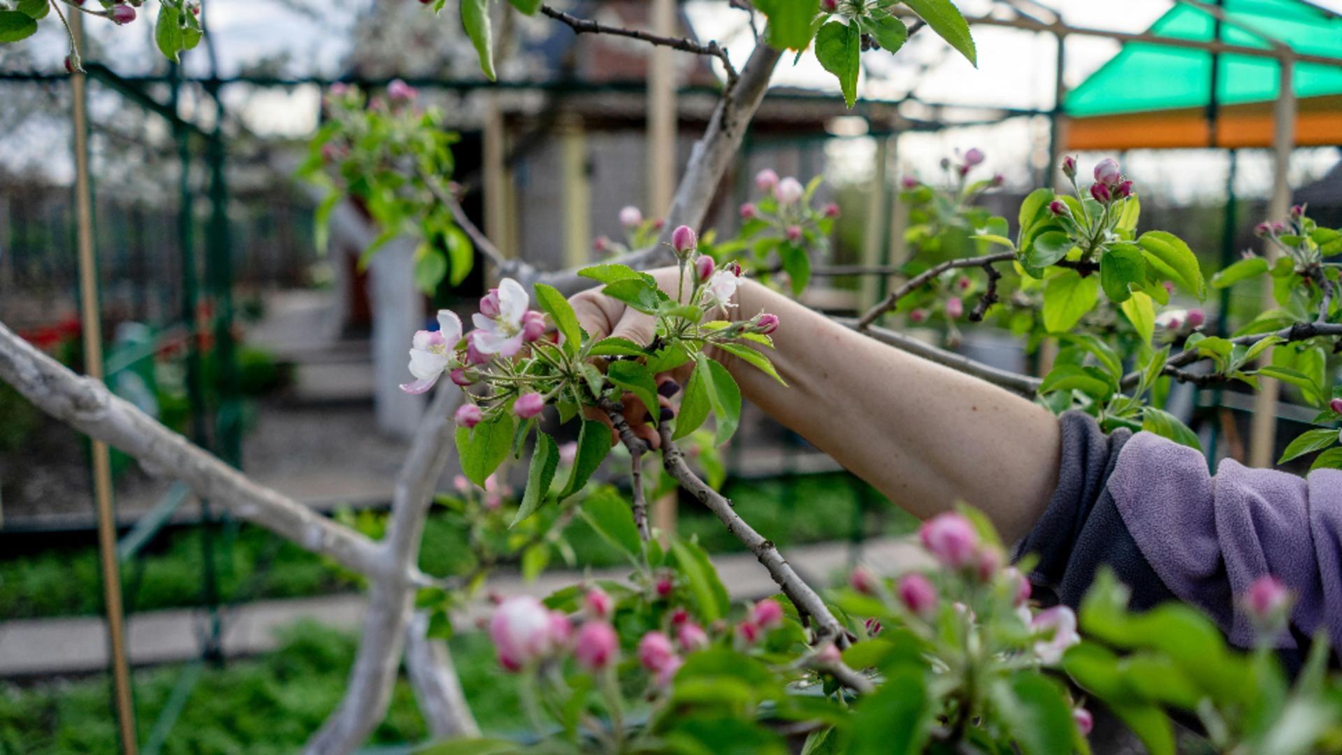 De ce nu rodește mărul. Motivele pentru care pomul tău nu face fructe. Ce trebuie să faci, de fapt!