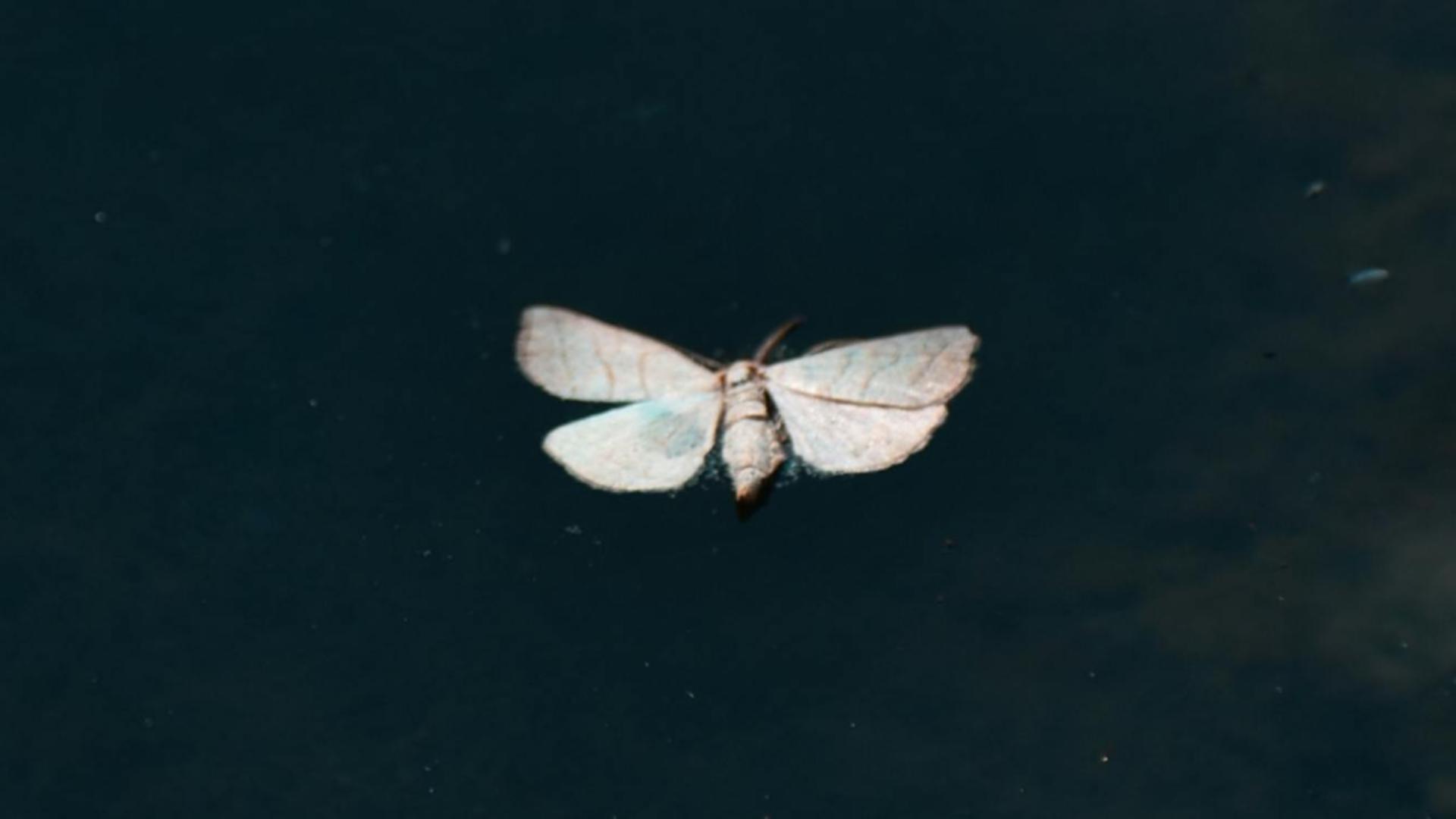 Soluții naturale pentru a scăpa de moliile din locuință. Trucuri la îndemâna oricui