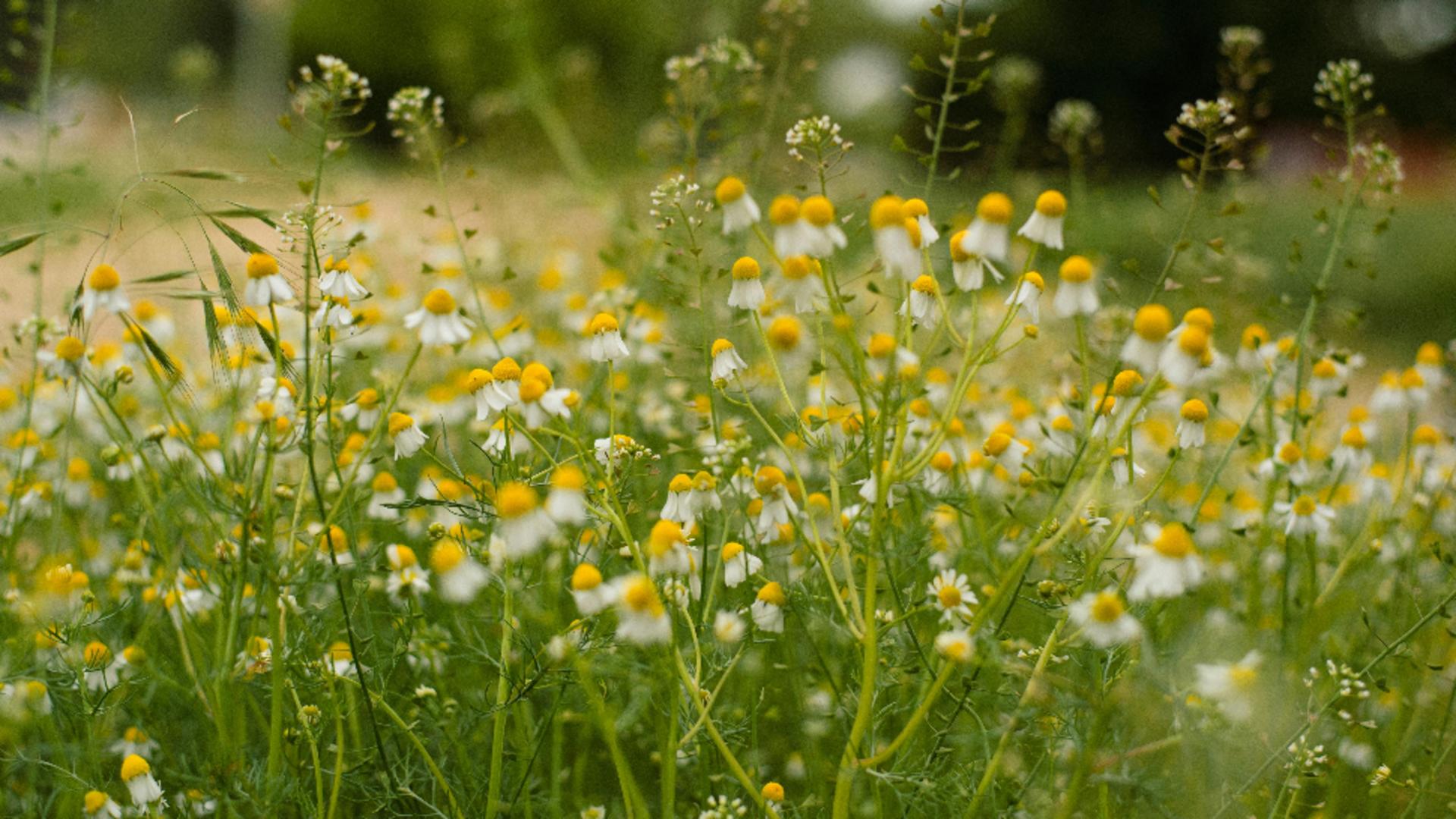 "Buruieni" cu efecte miraculoase. De ce TREBUIE să culegi aceste SUPERALIMENTE. Beneficiile lor sunt demonstrate științific