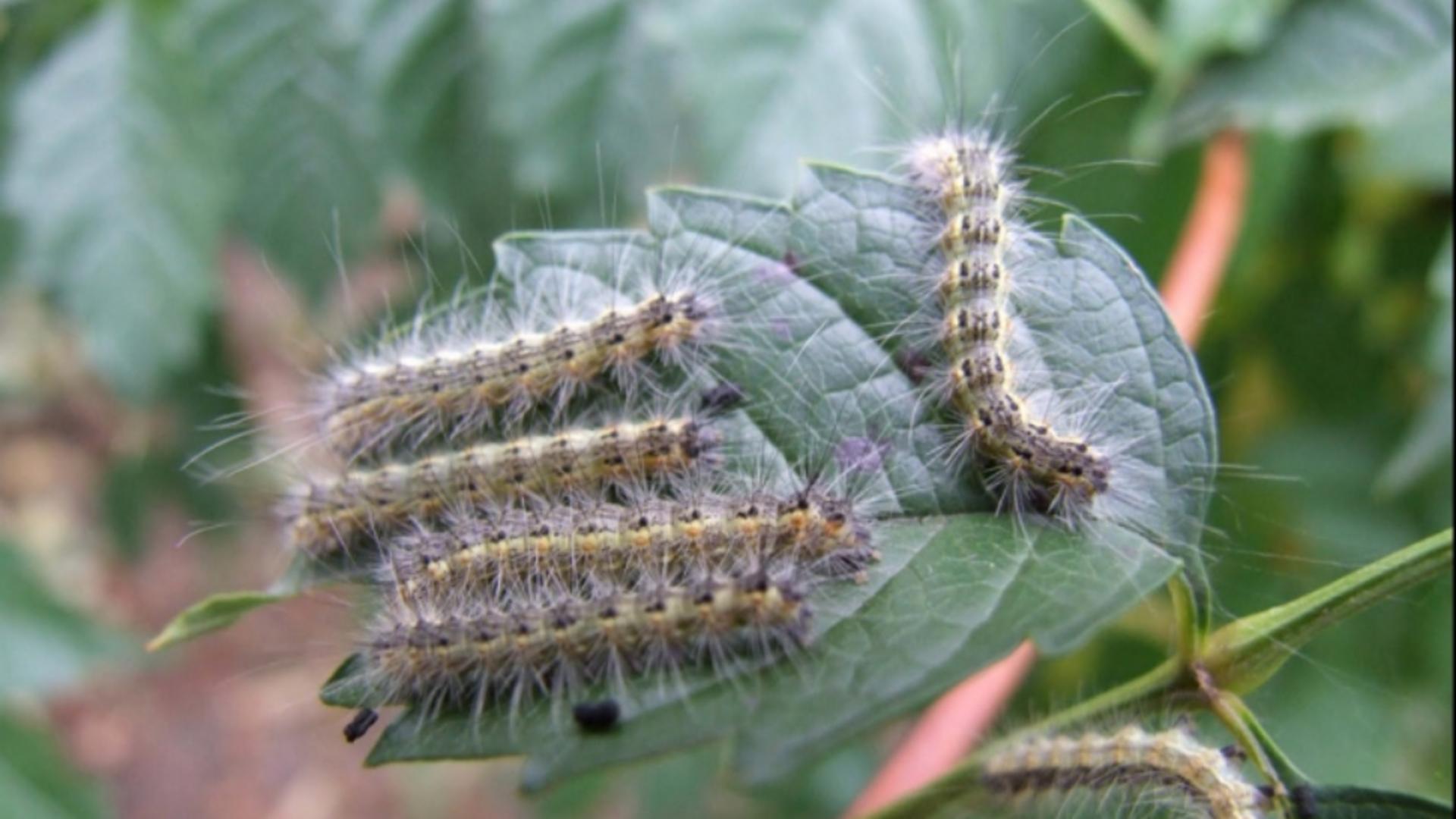 Cum scapi de omizi rapid și eficient