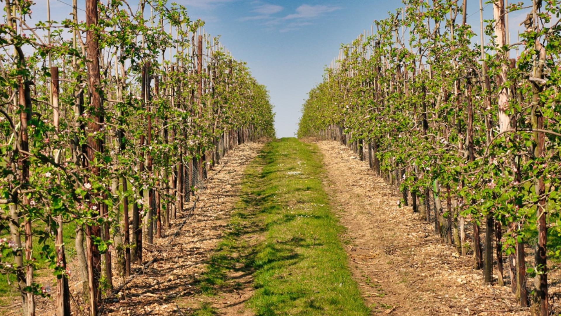 Înghețul târziu a afectat peste 130 de hectare de livezi în județul Alba. 