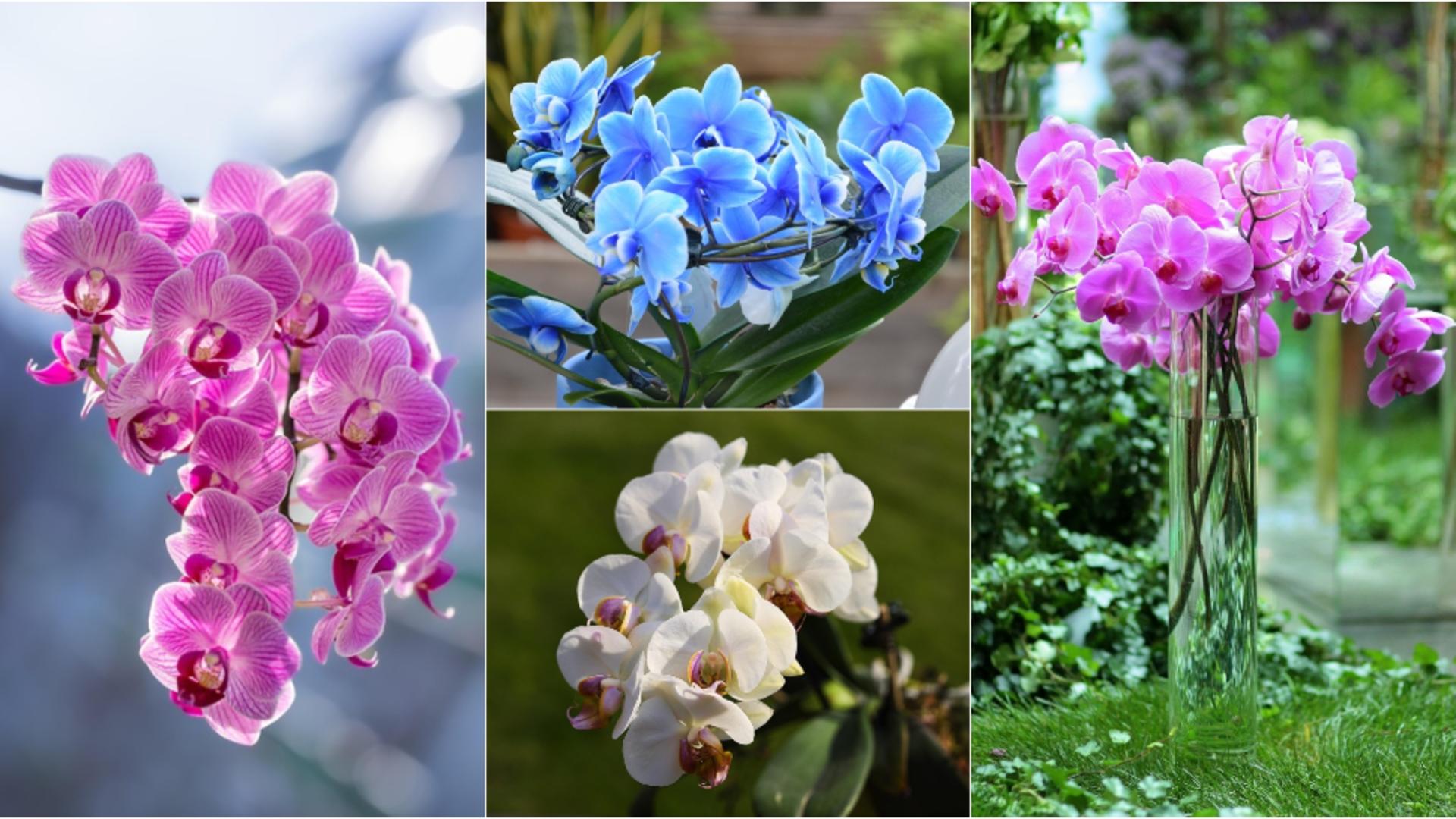 Secretul pentru cea mai frumoasă orhidee. FOTO: Pixabay