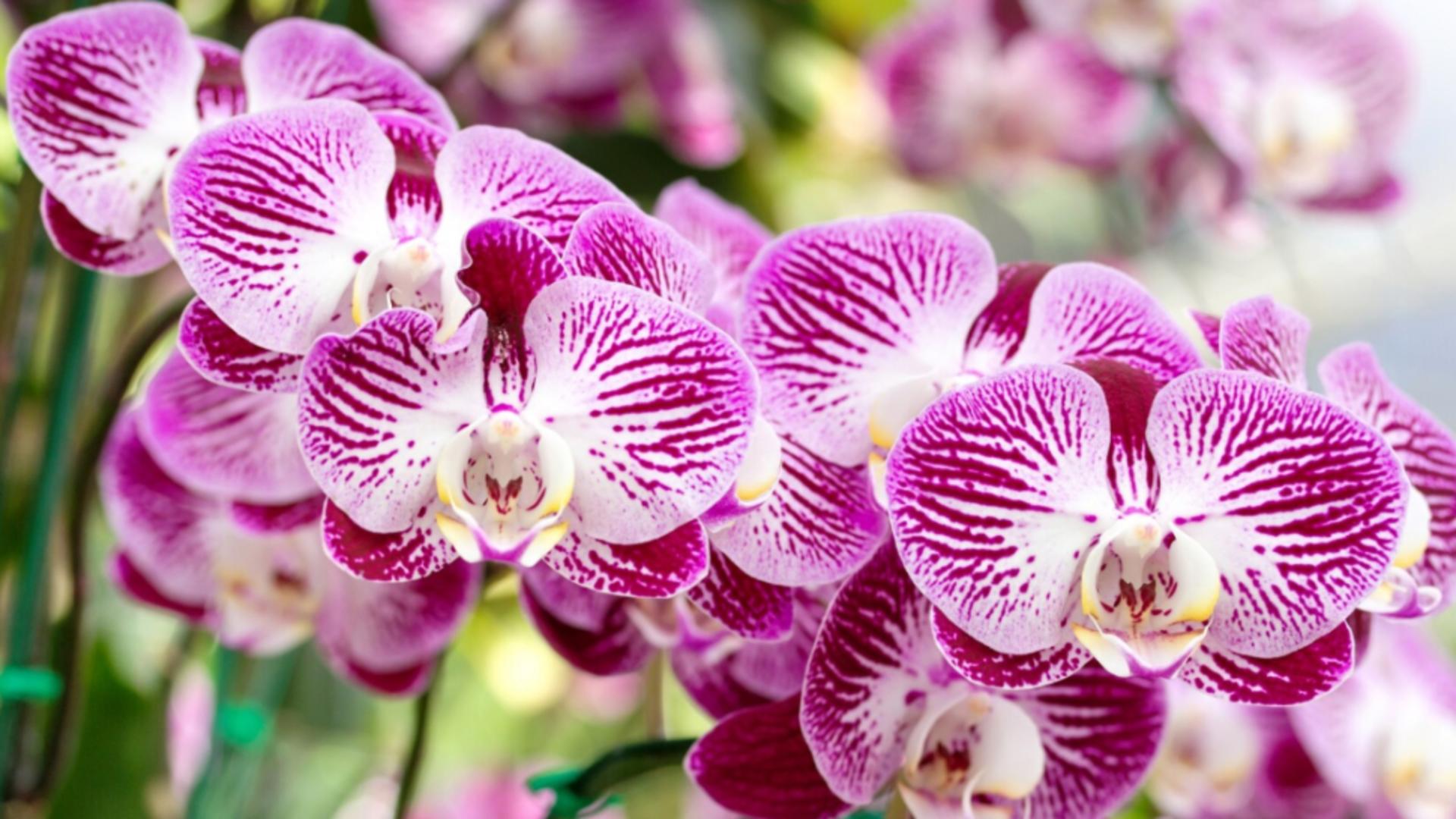 Cele mai rezistente orhidee