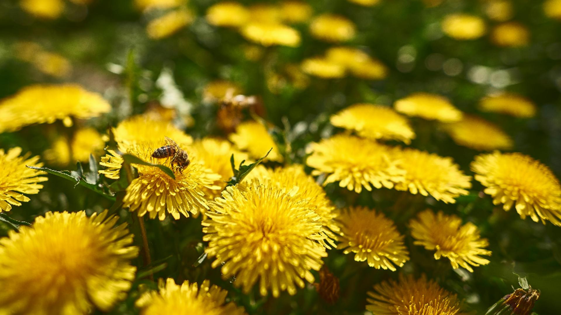 De ce trebuie să cultivi în această perioadă rădăcina de păpădie. Ce beneficii are, de fapt. Sigur nu știai asta!