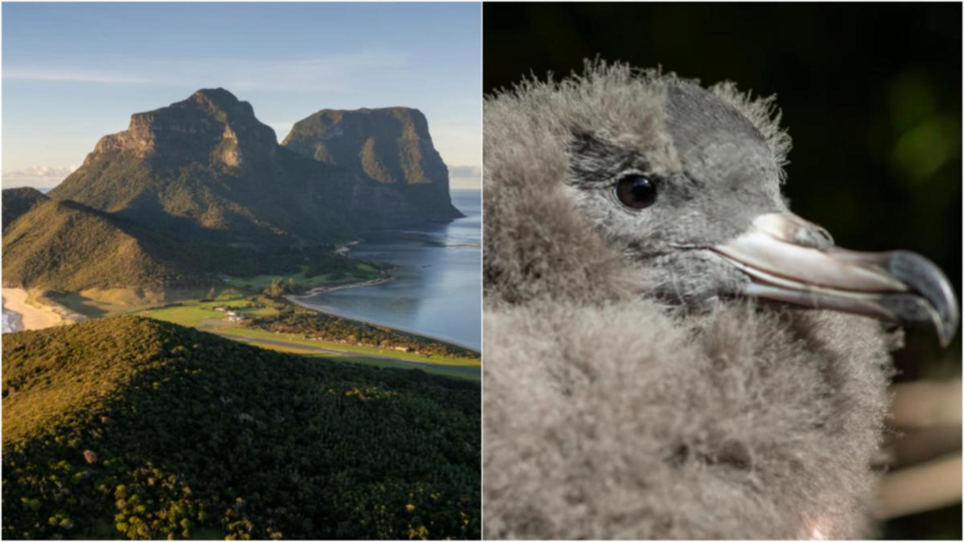 Insula sinistră: păsări marine „umplute cu plastic” scot sunete stranii la atingere. Un semnal de alarmă pentru întreaga planetă