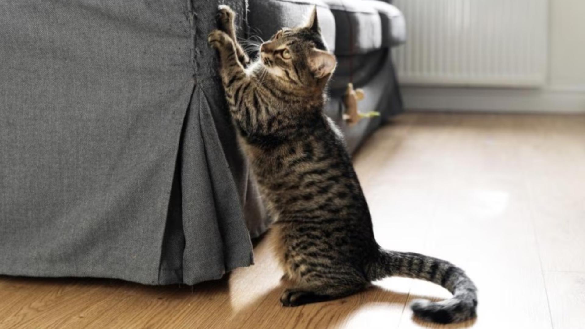 Trucul banal care ține pisicile la disanță de mobila din casă