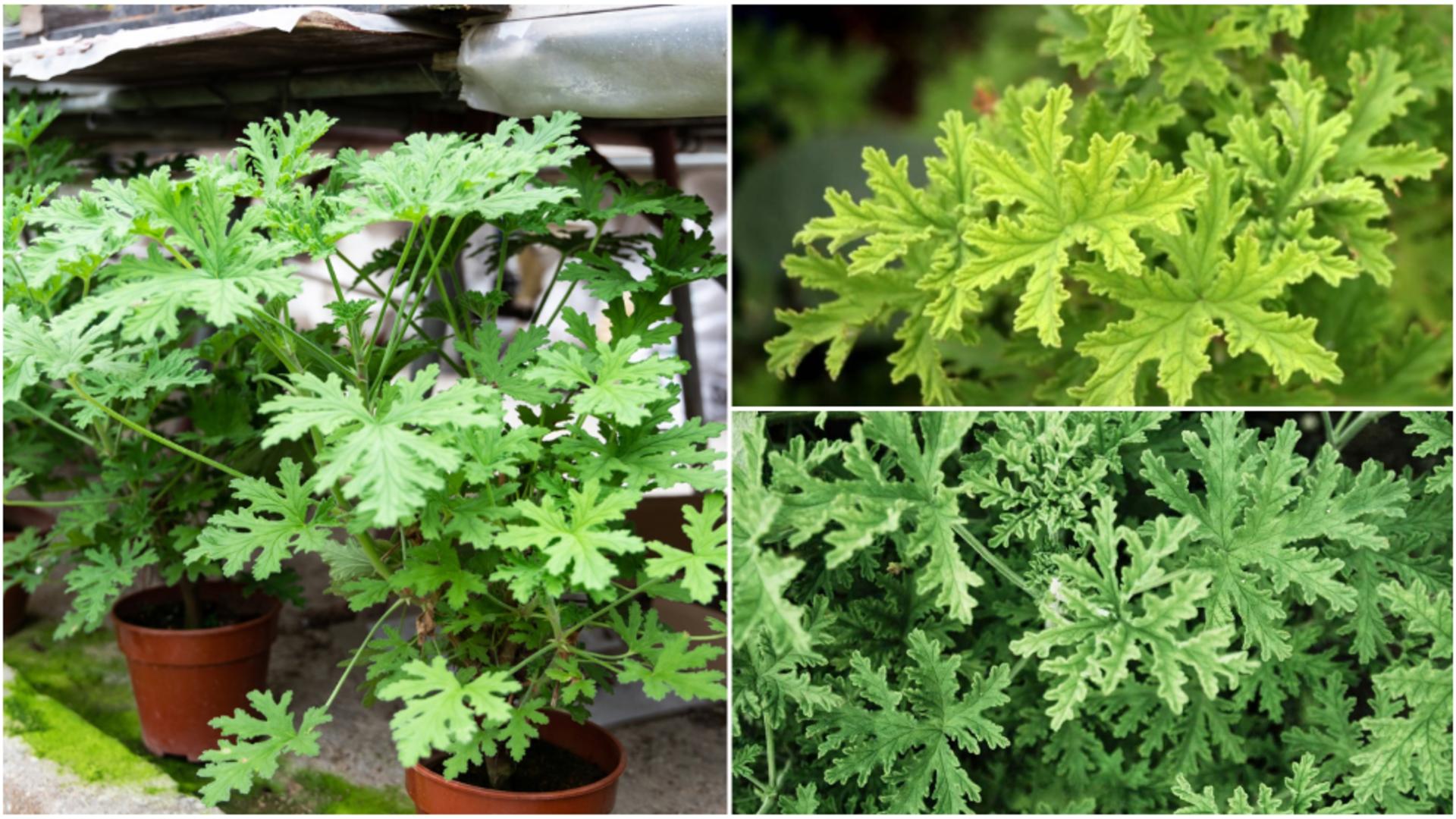 Planta care alungă țânțarii ca prin magie