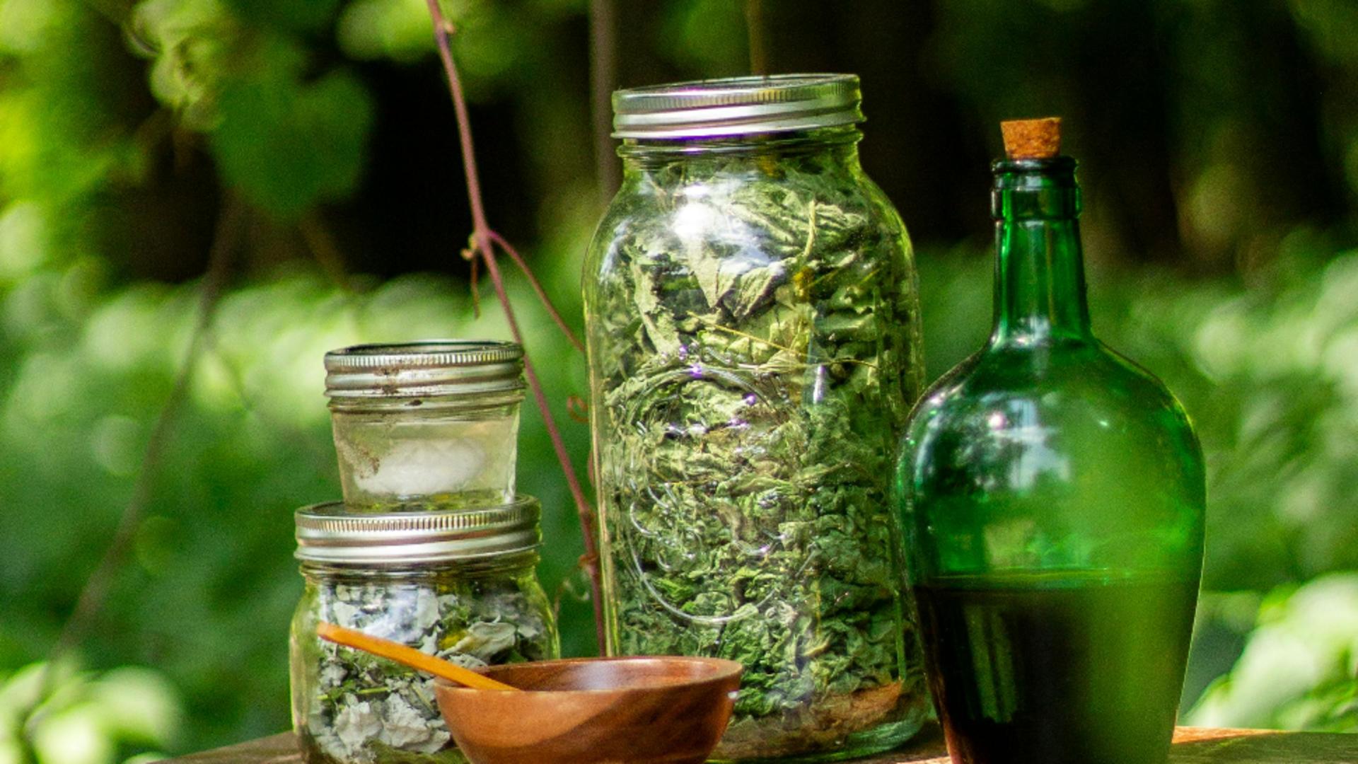 Plante medicinale care se culeg în luna mai. De ce trebuie să le ai în cămara ta pe tot parcursul anului?