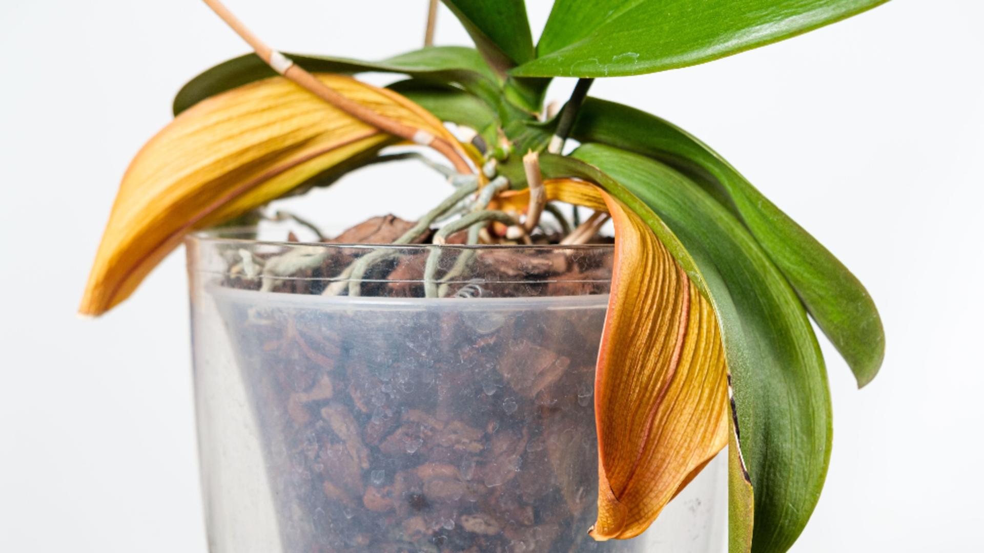 De ce îngălbenesc frunzele orhideelor? SECRETUL se ascunde în modul cum sunt îngrijite/Profimedia