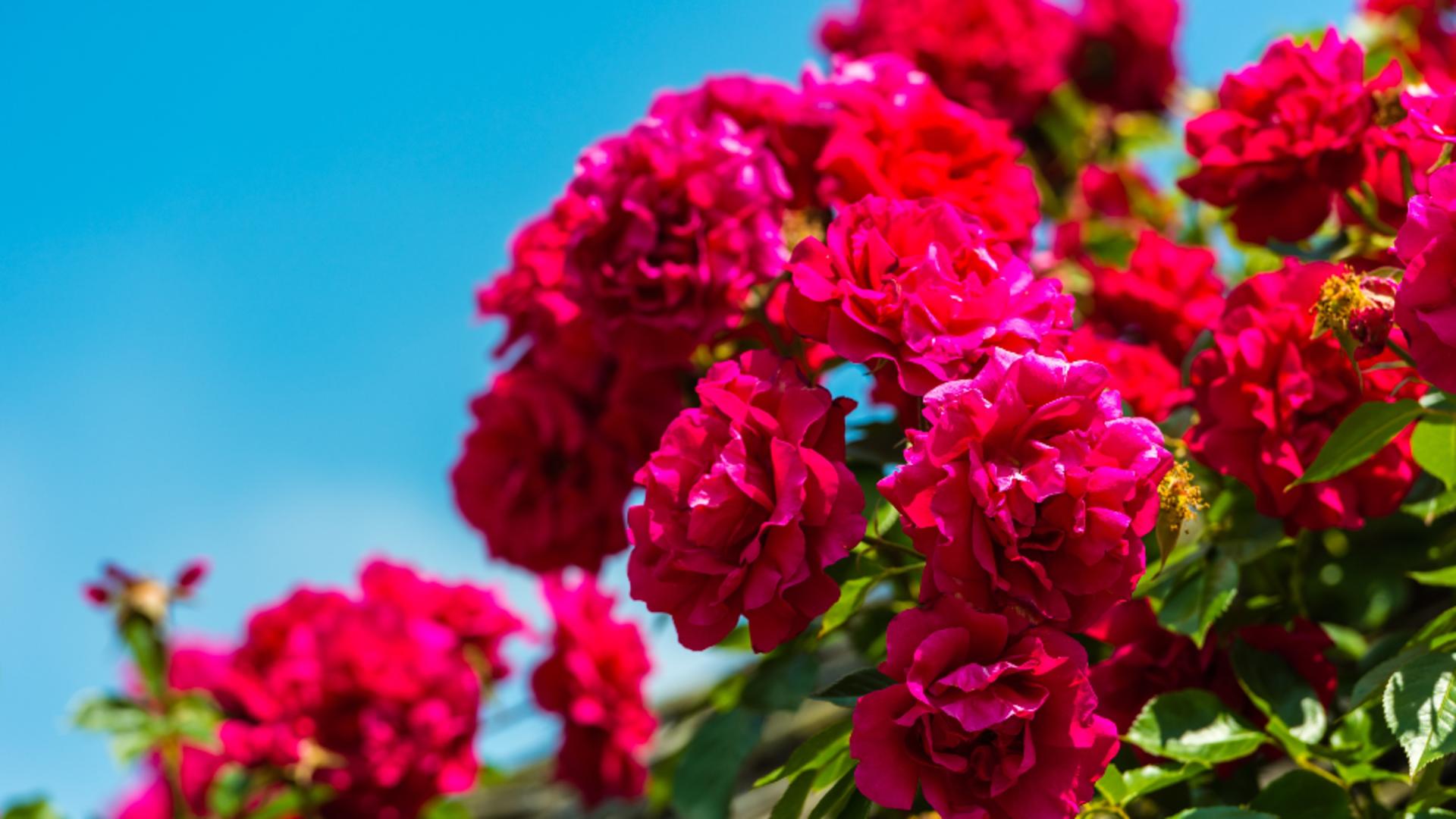 Trucul uimitor pentru înmulțit trandafirilor în luna iunie. Doar grădinarii cu experiență îl cunosc/ Profimedia