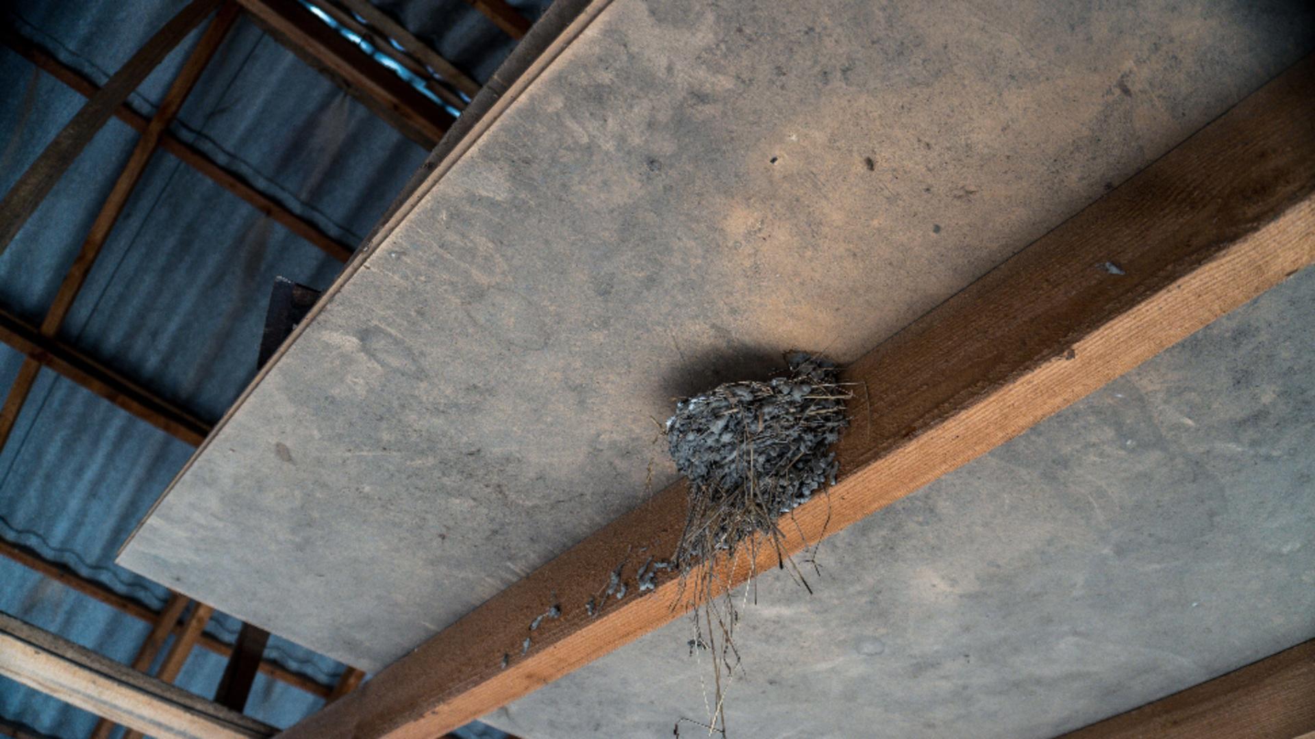 Cum să împiedici păsările să-și facă cuib în curtea sau pe lângă casa ta. Soluția ingenioasă care te scapă de bătăi de cap/ Profimedia