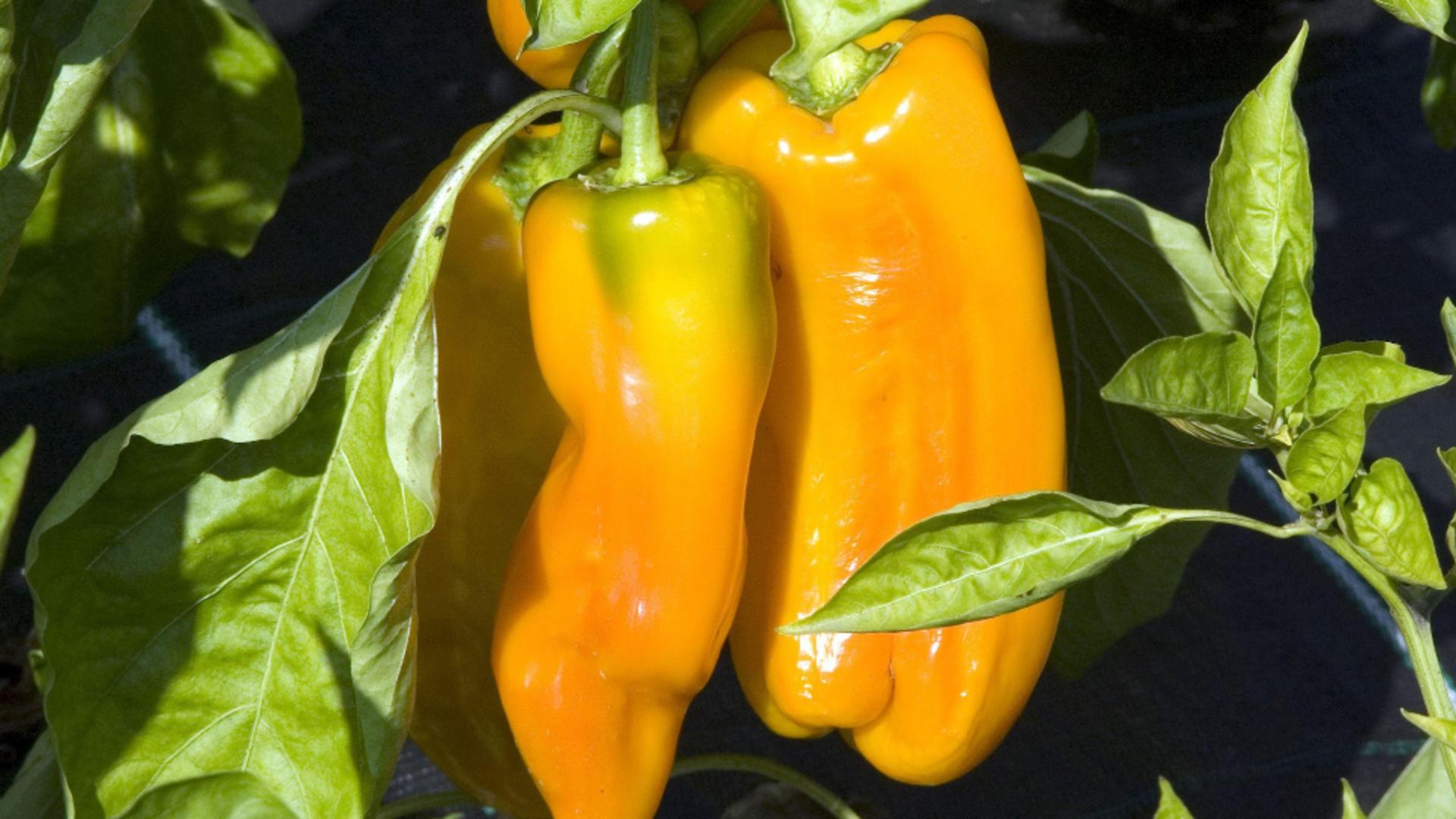 Cum să crești ardeii de gradină mai repede. Trucul știut doar de marii grădinari: acum îl poți folosi și tu/ Profimedia