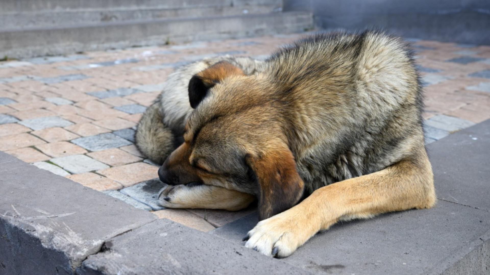  Polițiștii din Suceava au reținut un bărbat care a împușcat un câine fără stăpân. Foto: Profimedia