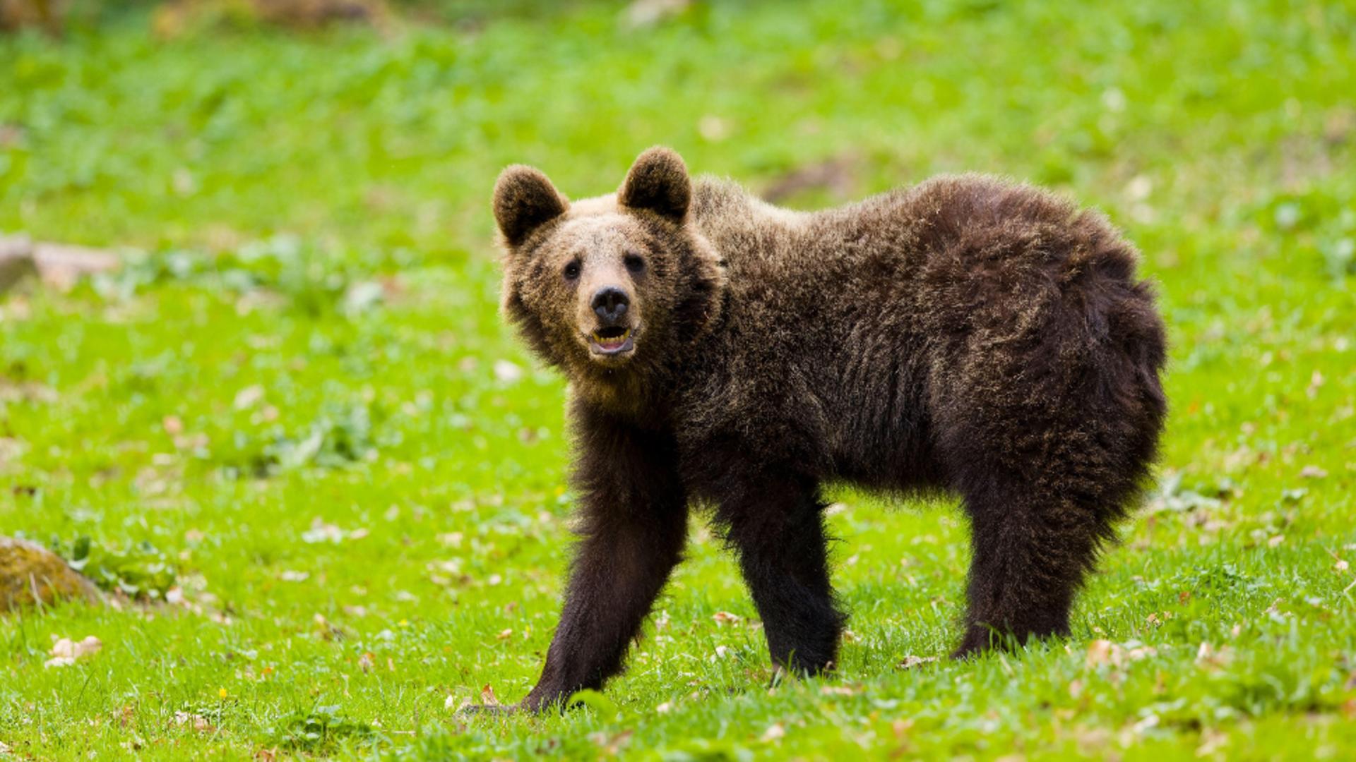 Turistă străină, rănită de un urs, în zona barajului Vidraru. Cum se simte femeia/ Profimedia