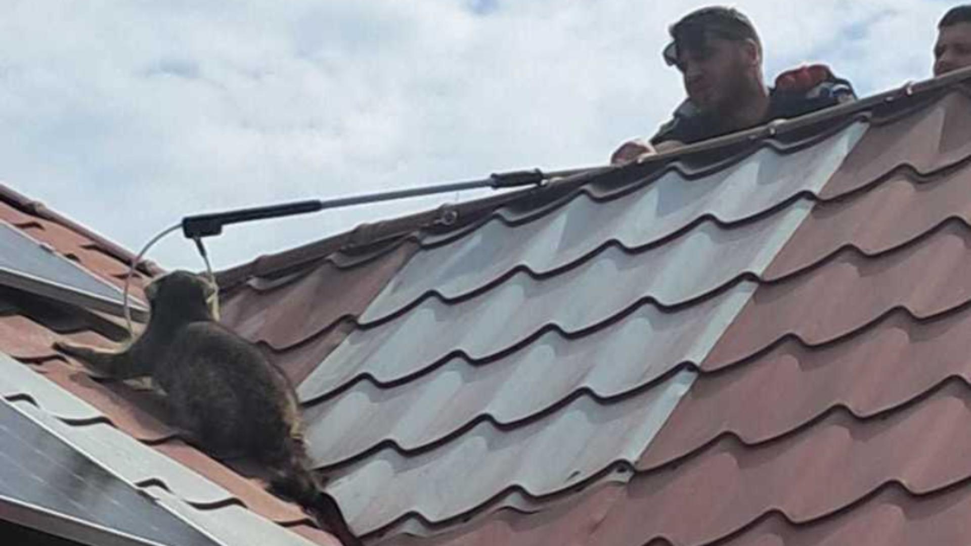 Operațiune neobișnuită în Constanța: un raton rătăcit pe un acoperiș, capturat de jandarmi