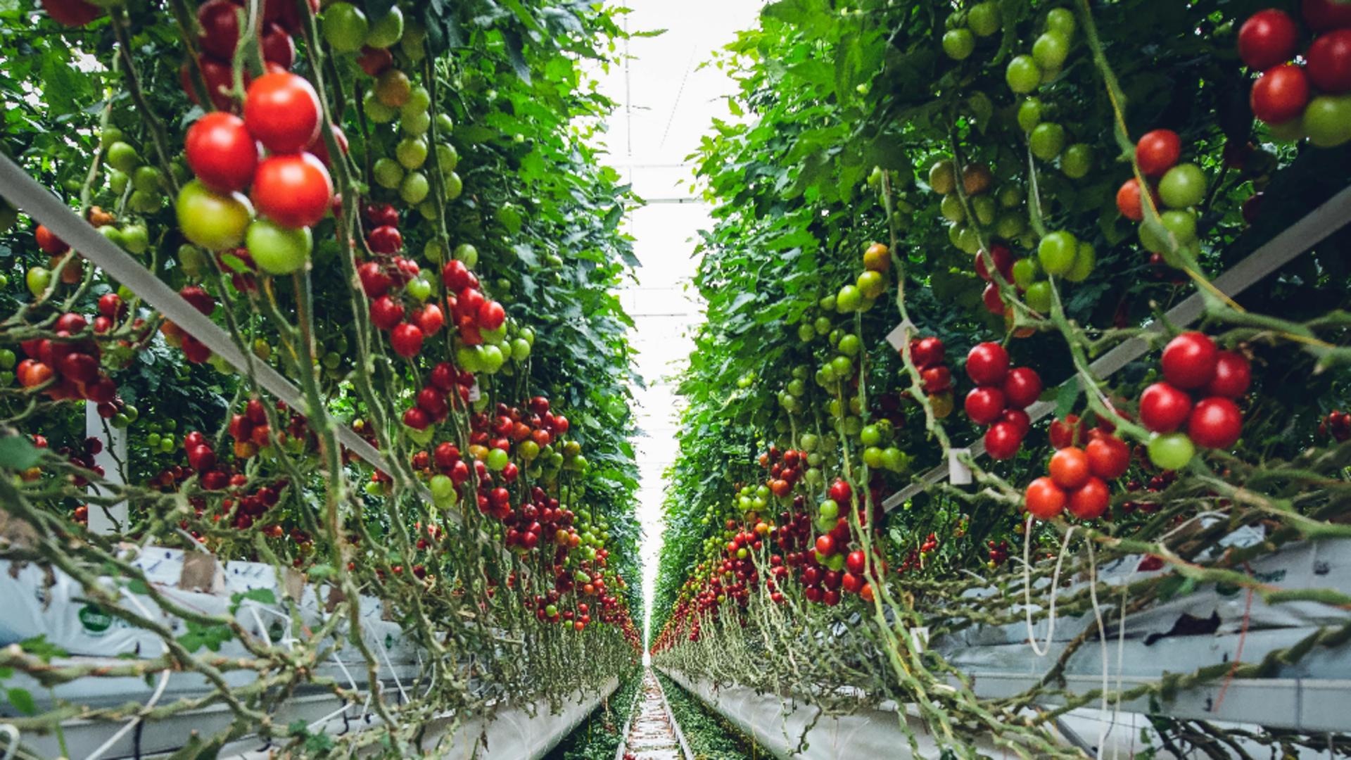 Ce este INTERZIS să plantezi lângă roșiile din grădină? Îți vor strica recolta. Ce recomandă specialiștii să faci, ca tomatele să prospere