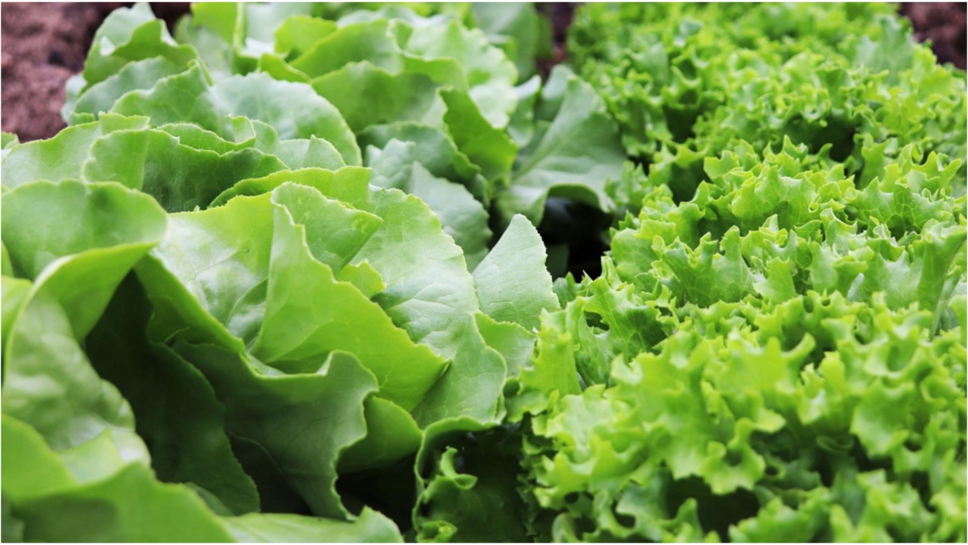 Ingredientul pe care trebuie să îl pui la salata verde. FOTO: Pixabay