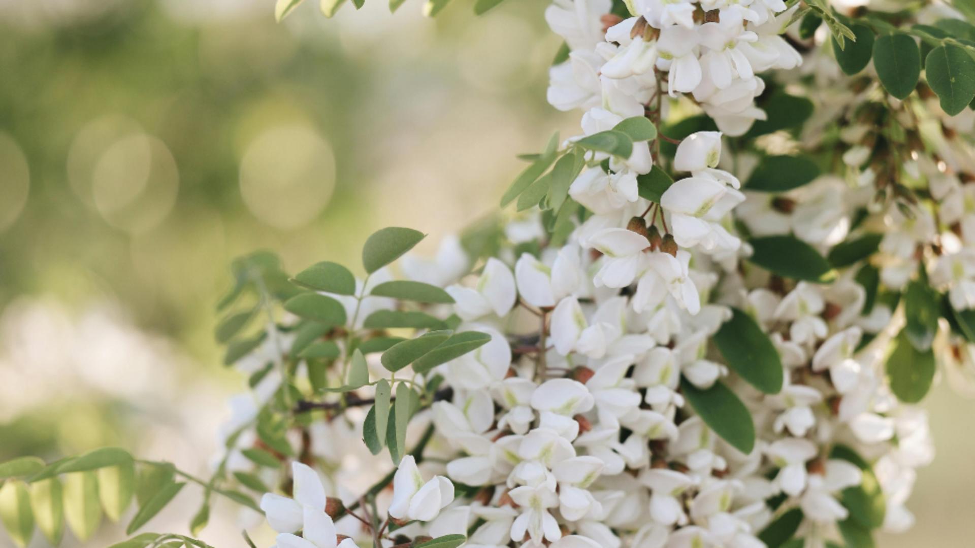 Cum să usuci corect florile de salcâm pentru a nu-și pierde proprietățile medicinale