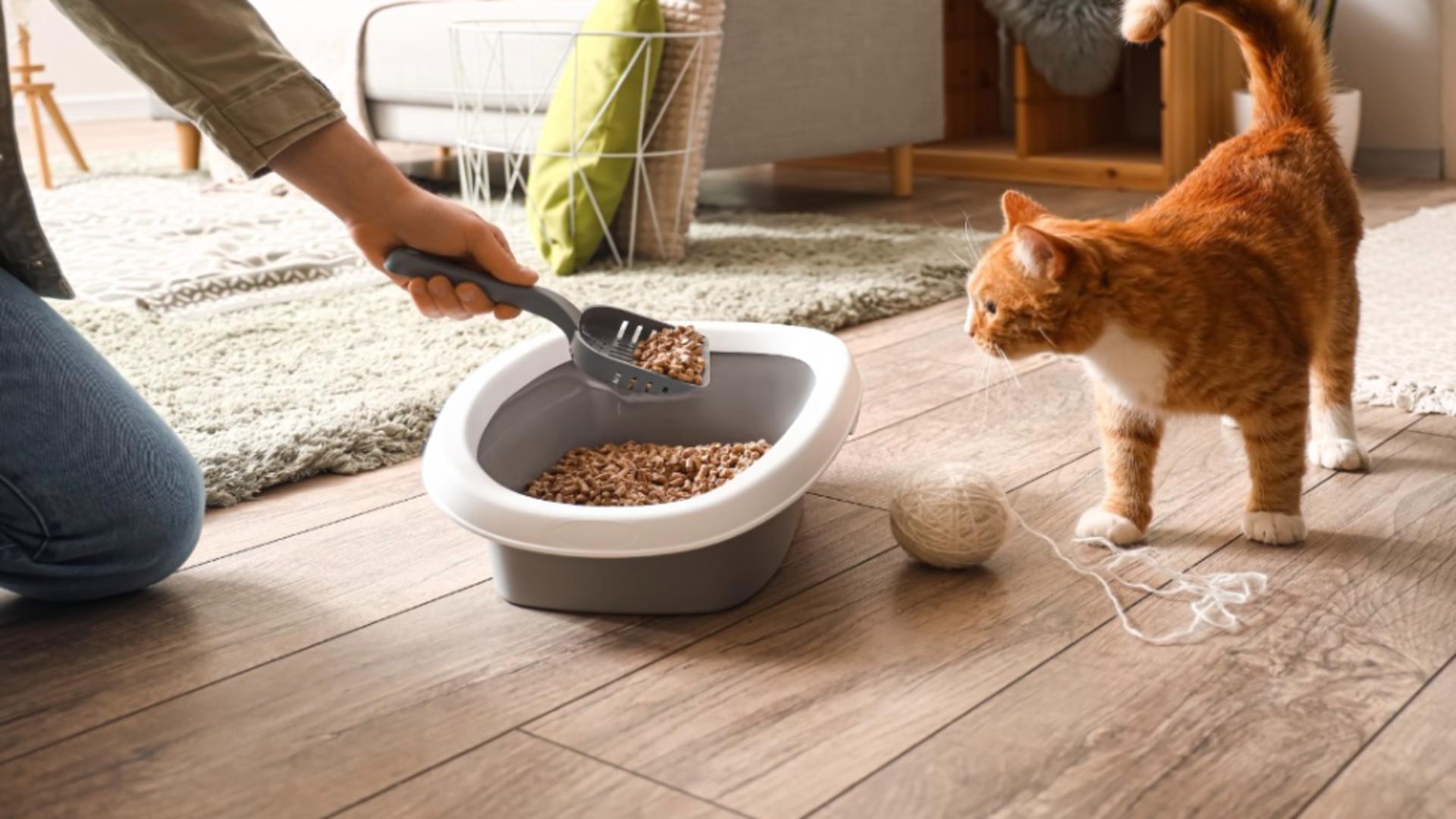 Vrei o litieră curată mai mult timp? Folosește silicat de calitate 