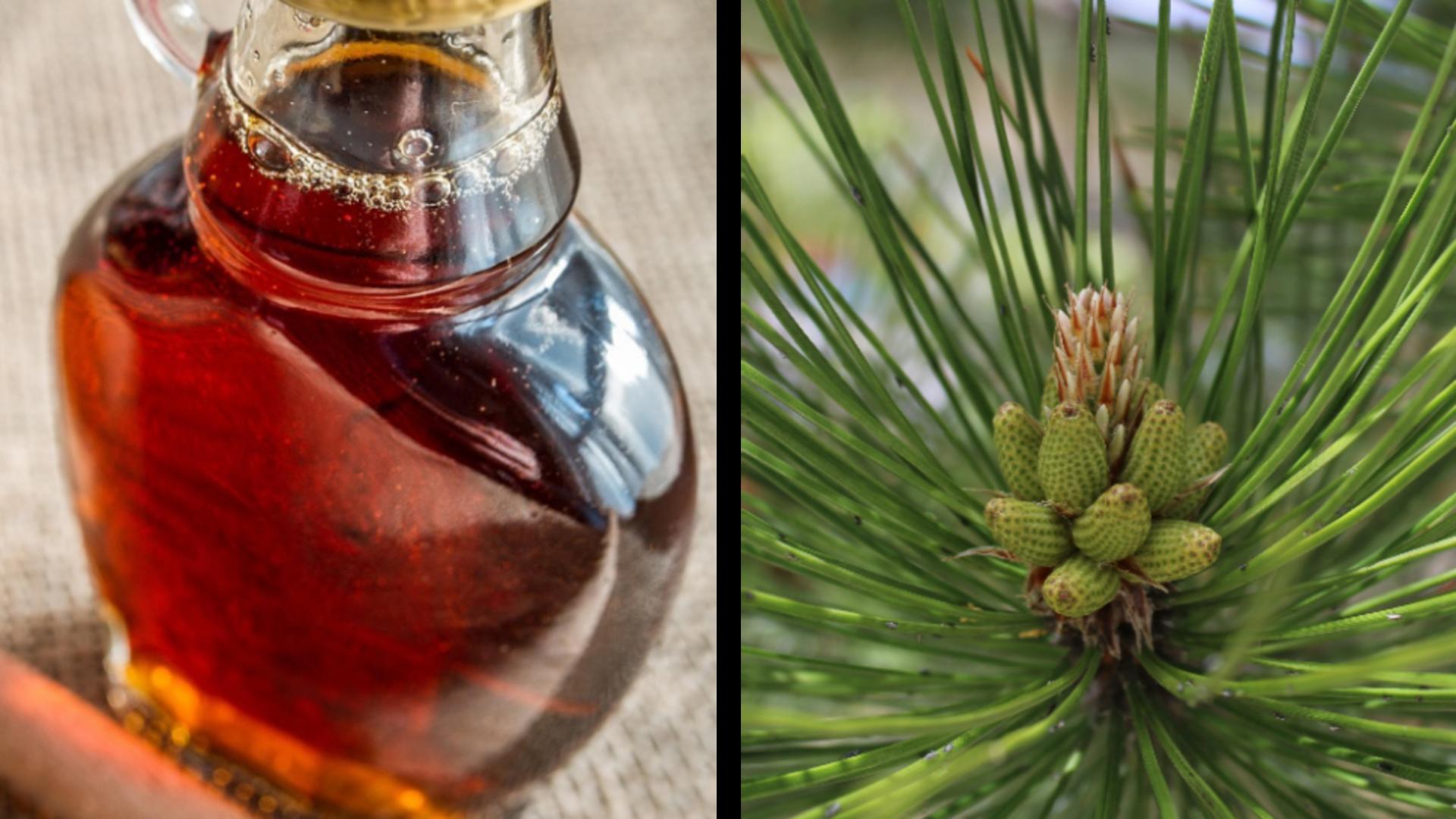Sirop din muguri de pin. Remediul care te va scăpa de tuse. Trebuie să-l ai în cămara ta!