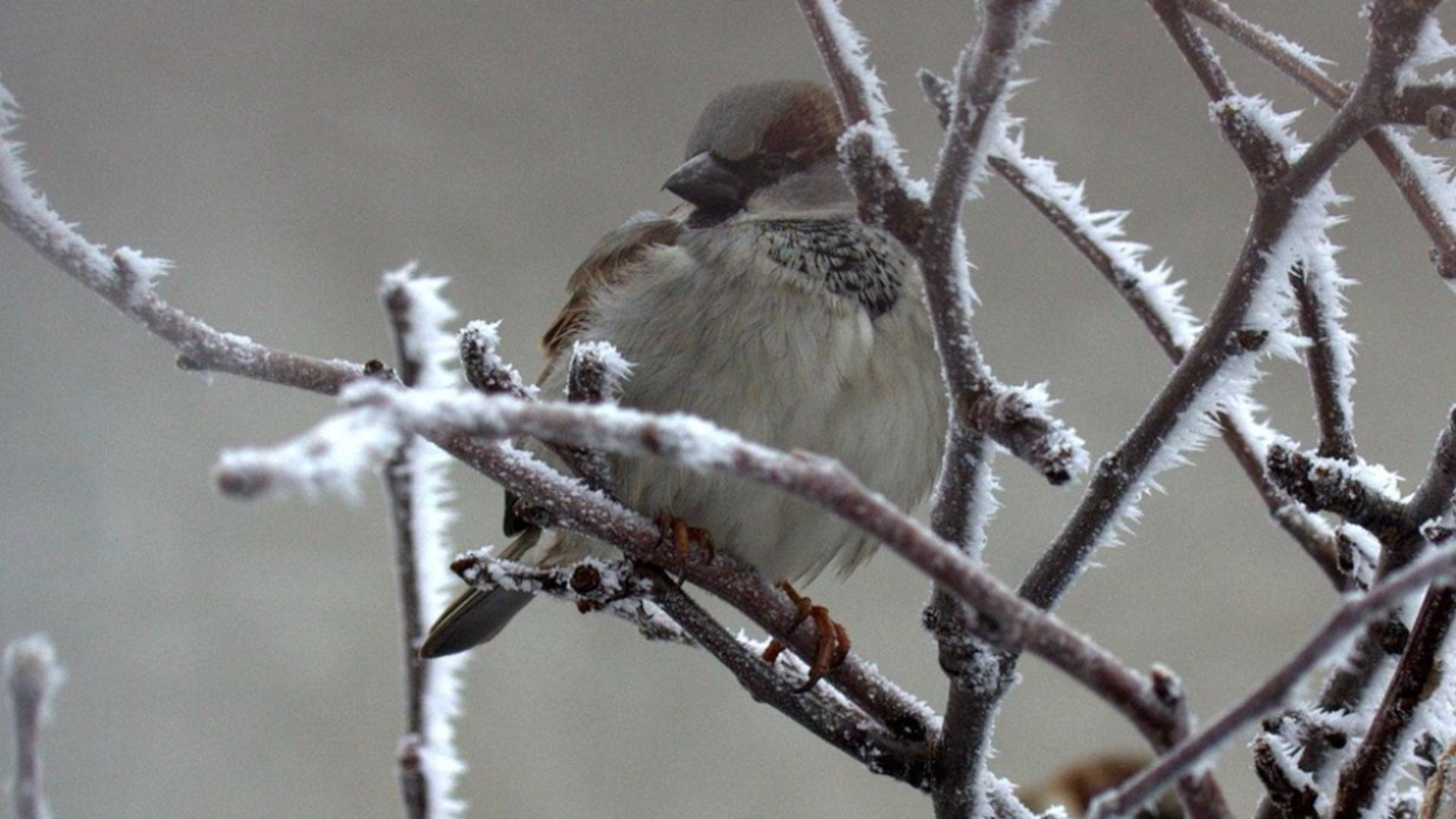 Vreme rece în România