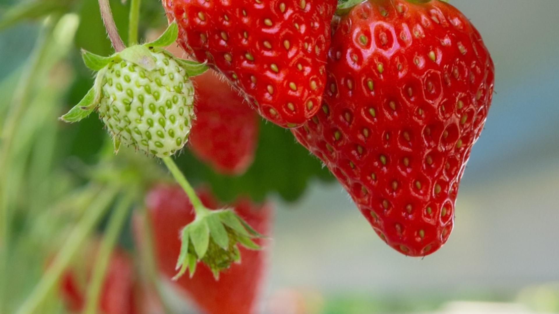 Secretele grădinarilor spanioli pentru căpșuni dulci și zemoase: ce să pui la rădăcină pentru o recoltă bogată