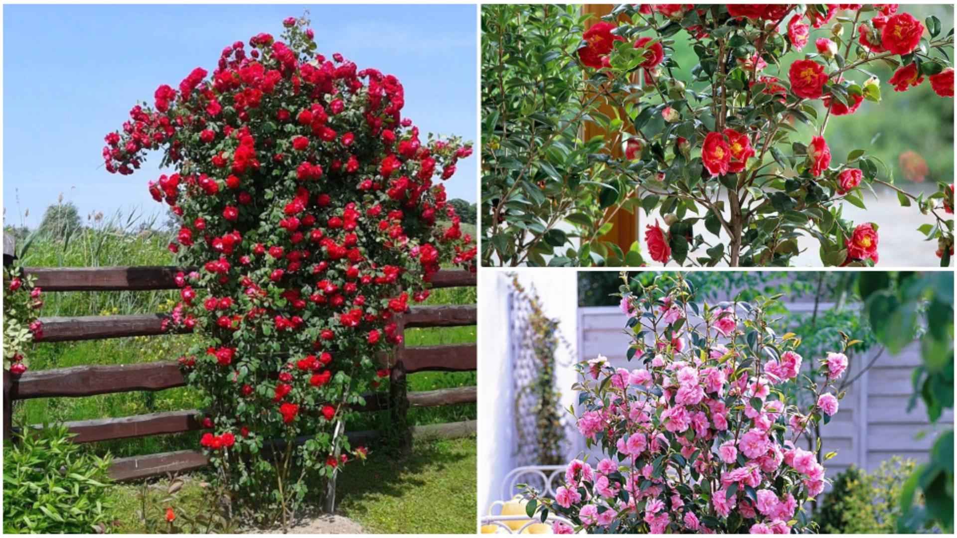 Trucul care te scapă de puricii de pe trandafirul japonez