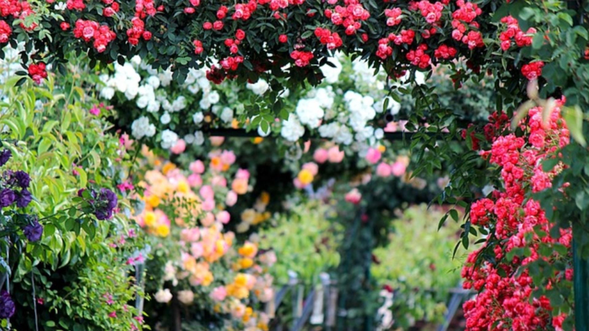 Cum protejezi trandafirii iarna: trebuie sau nu să îi acoperi. Recomandările grădinarilor cu experiență