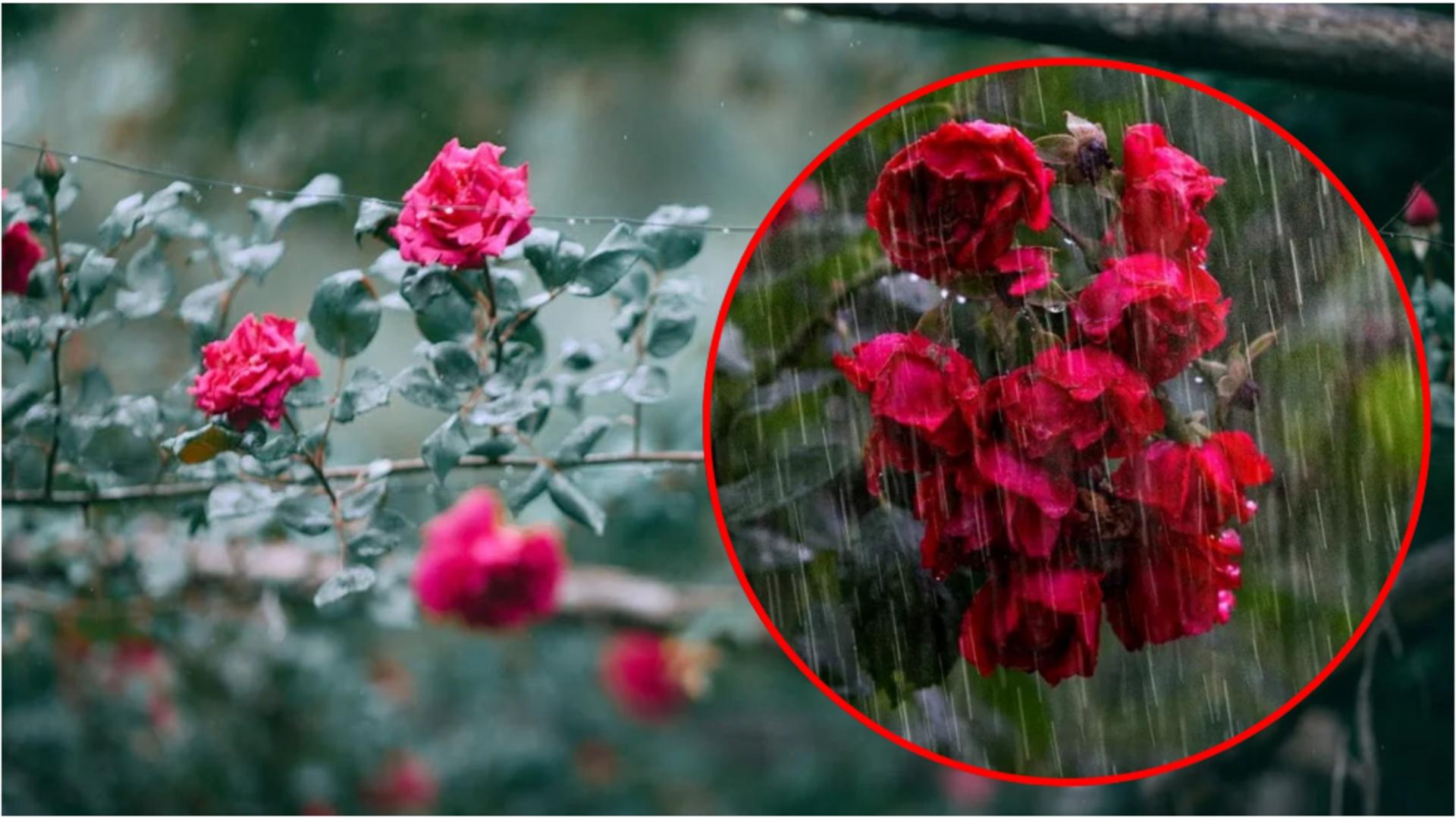 Beneficiile terapeutice ale trandafirilor. Cum poți folosi aceste flori în scop medicinal