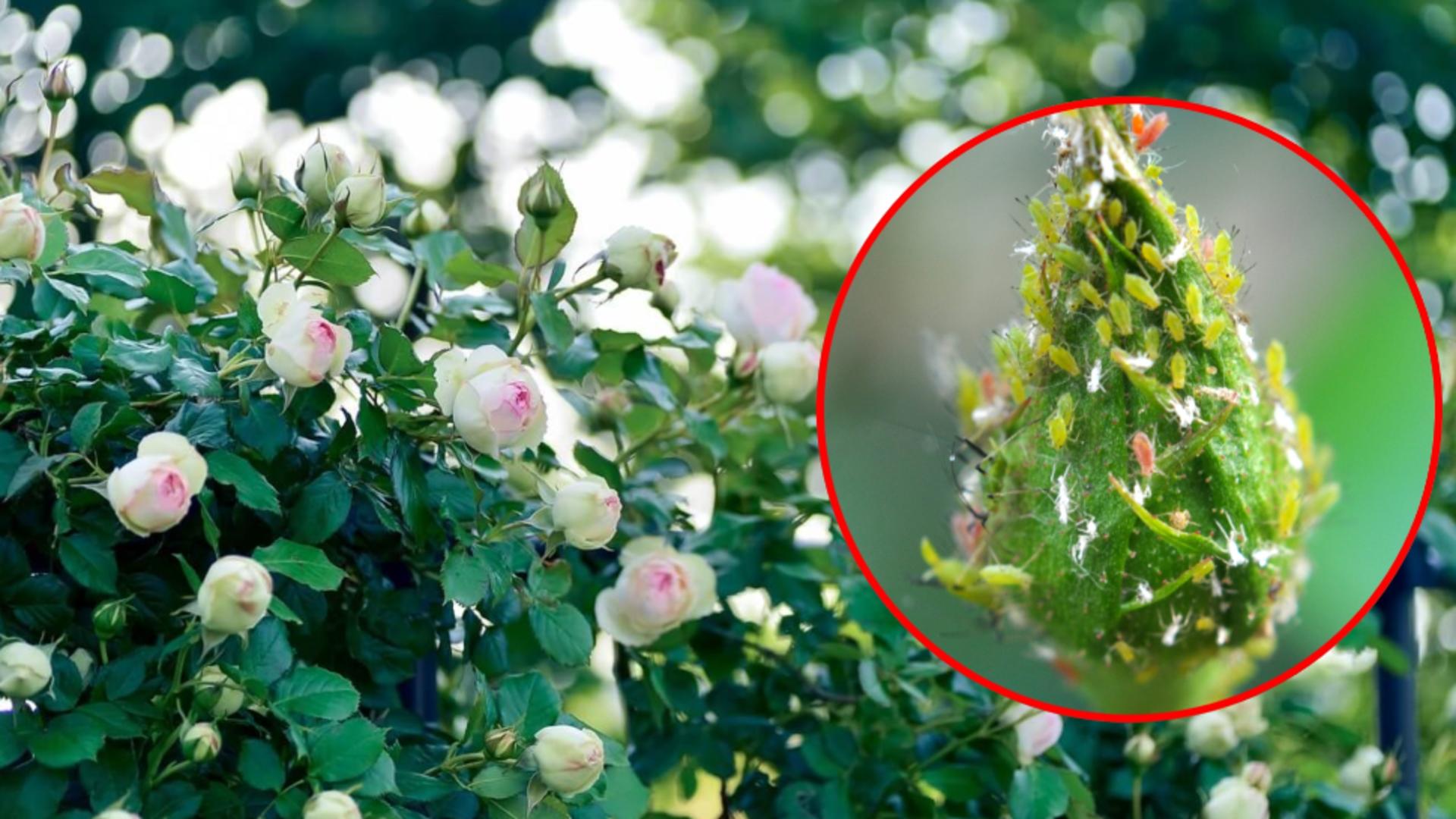 Cum scapi de păduchii care atacă trandafirii