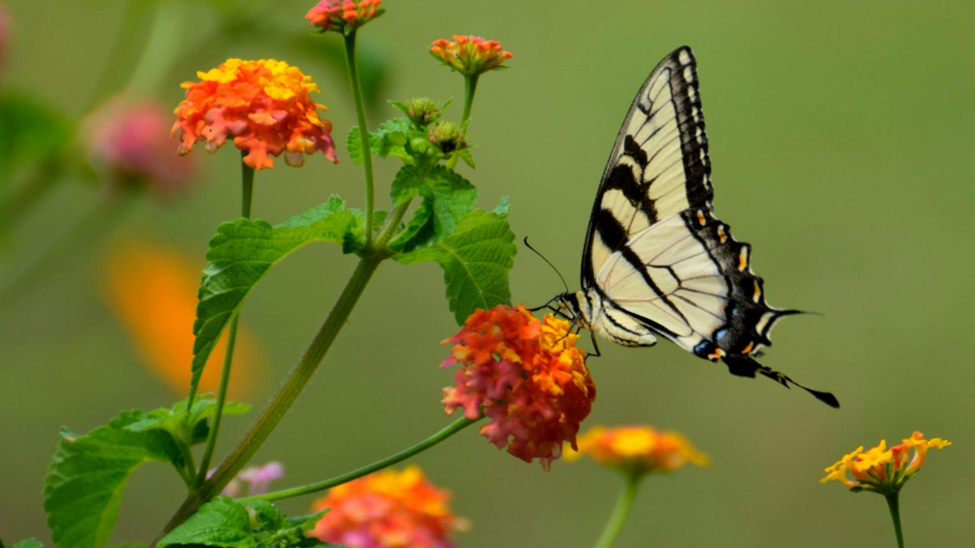 Planeta RENAȘTERII este retrogradă între 4 MAI – 13 OCTOMBRIE 2025. TRANSFORMĂRI fără precedent pentru toate zodiile. Vezi cum te va afecta !