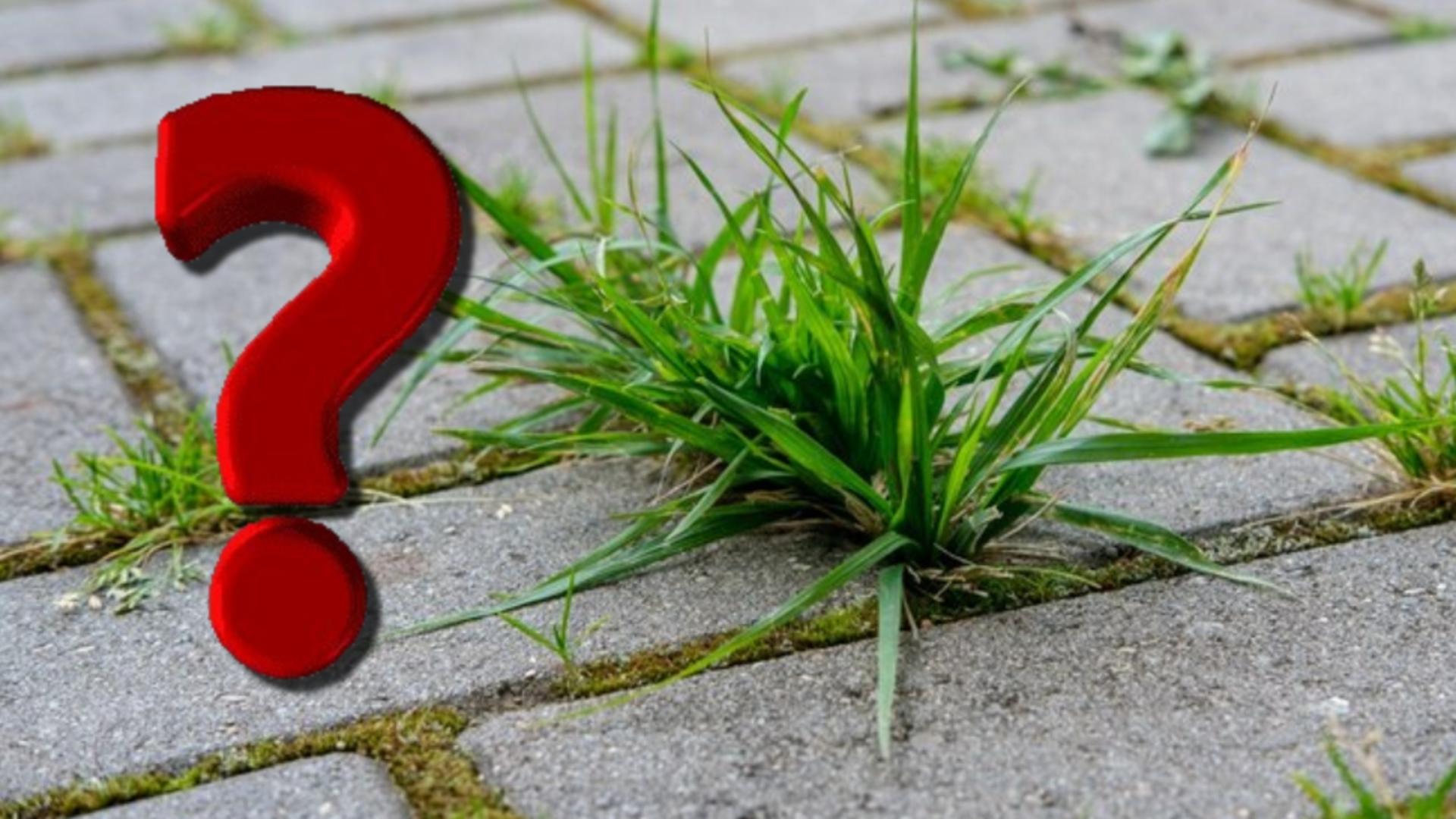 Cum scapi de buruienile care cresc între dalele din curte