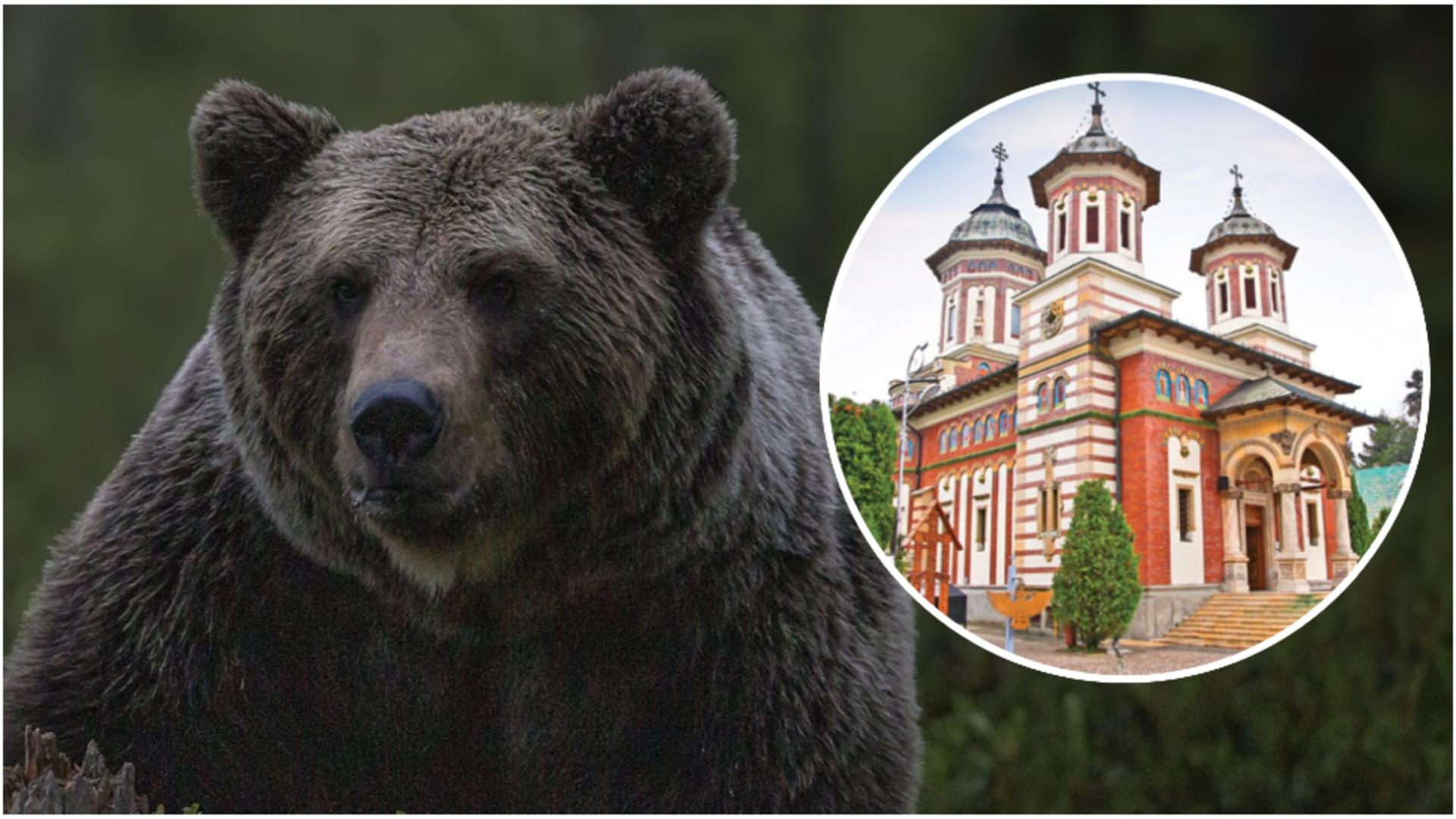 Un urs a fost văzut în curtea mănăstirii Sinaia. FOTO: Pixabay