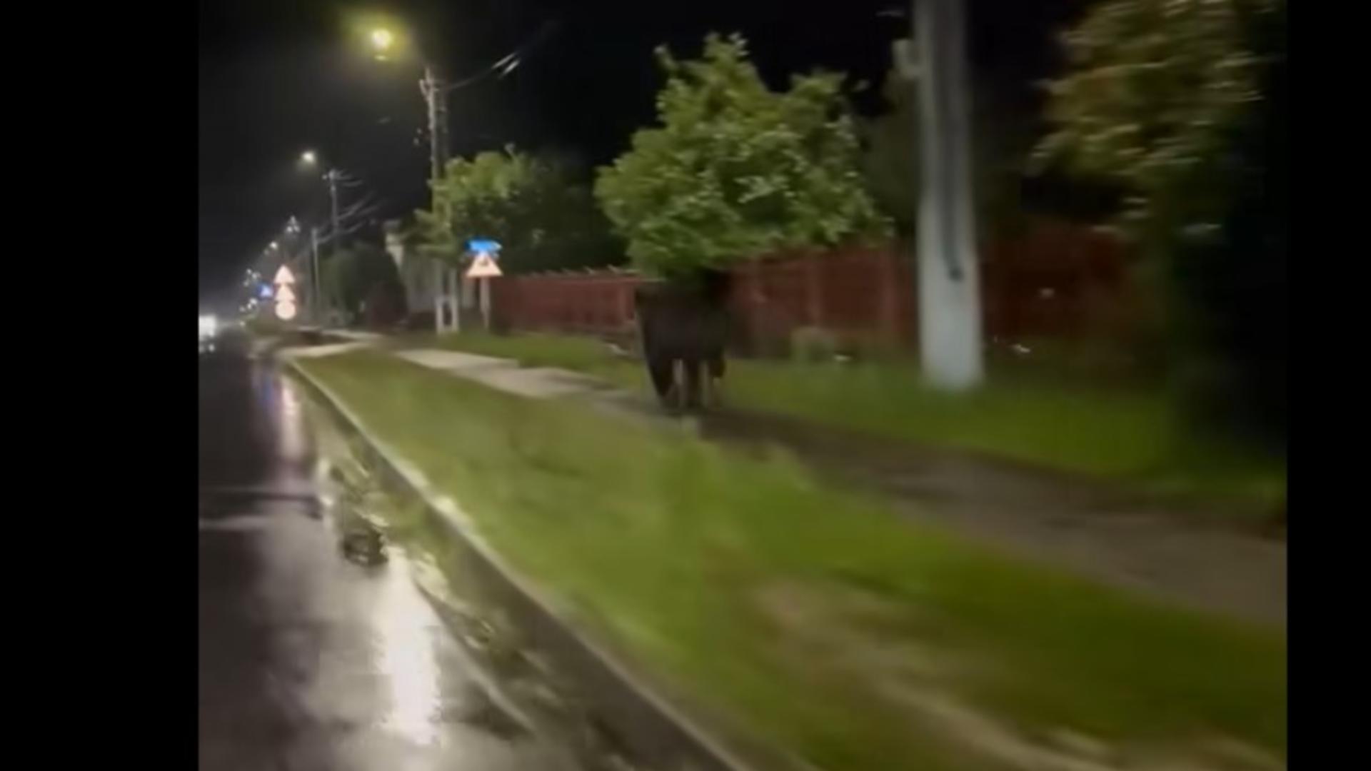 Un urs a fost filmat alergând pe străzile din satul Voienști, comuna Lerești. Foto/Captură video