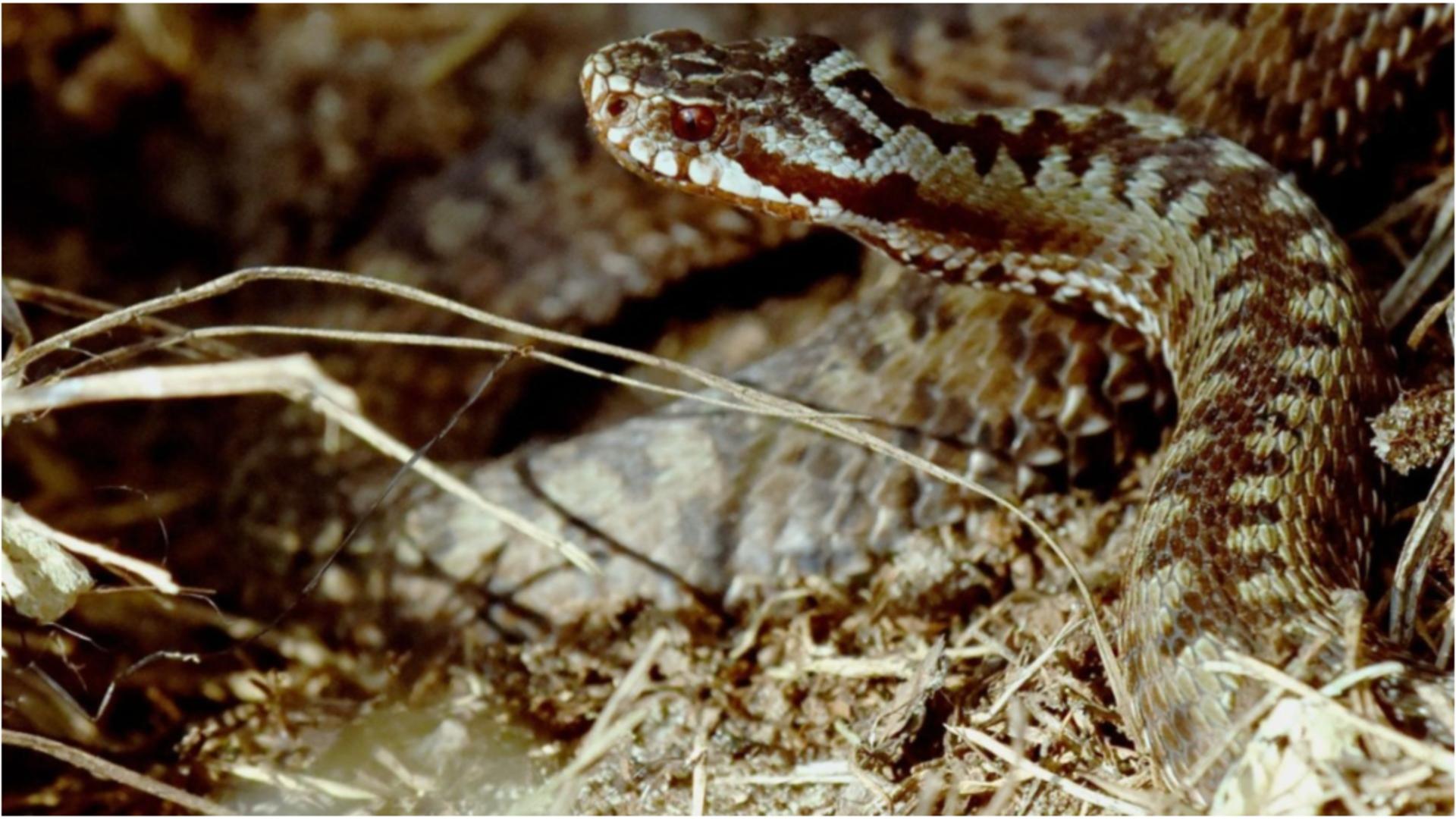 Alertă în județul Suceava!