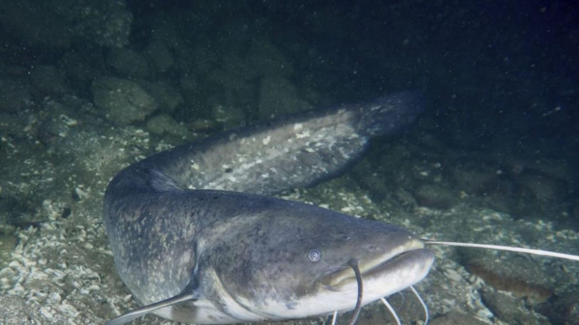 Imagini cu bestia de 90 de kilograme. Somnul care a fost împușcat de polițiști după ce a rănit 5 înotători