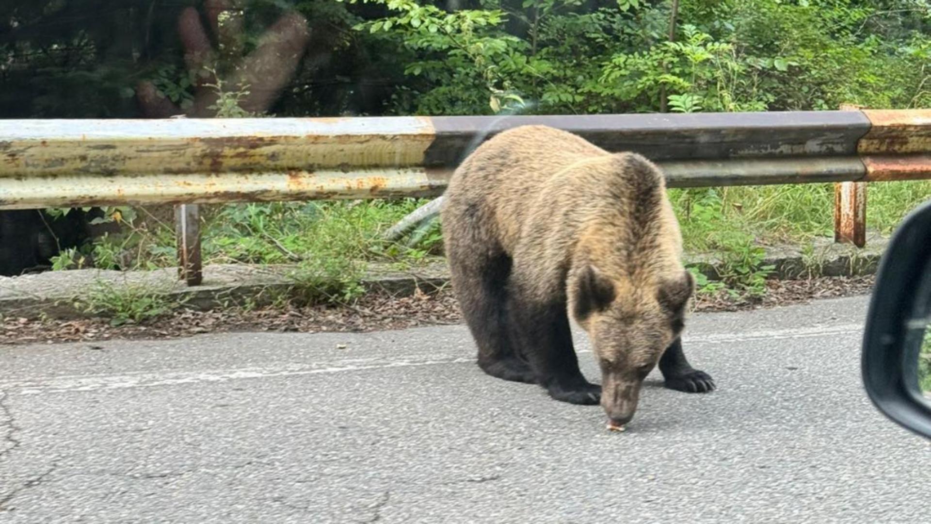 Miercurea-Ciuc, invadat de urși: până la patru intervenții pe zi în ultimele două săptămâni/ Foto: Realitatea.Net